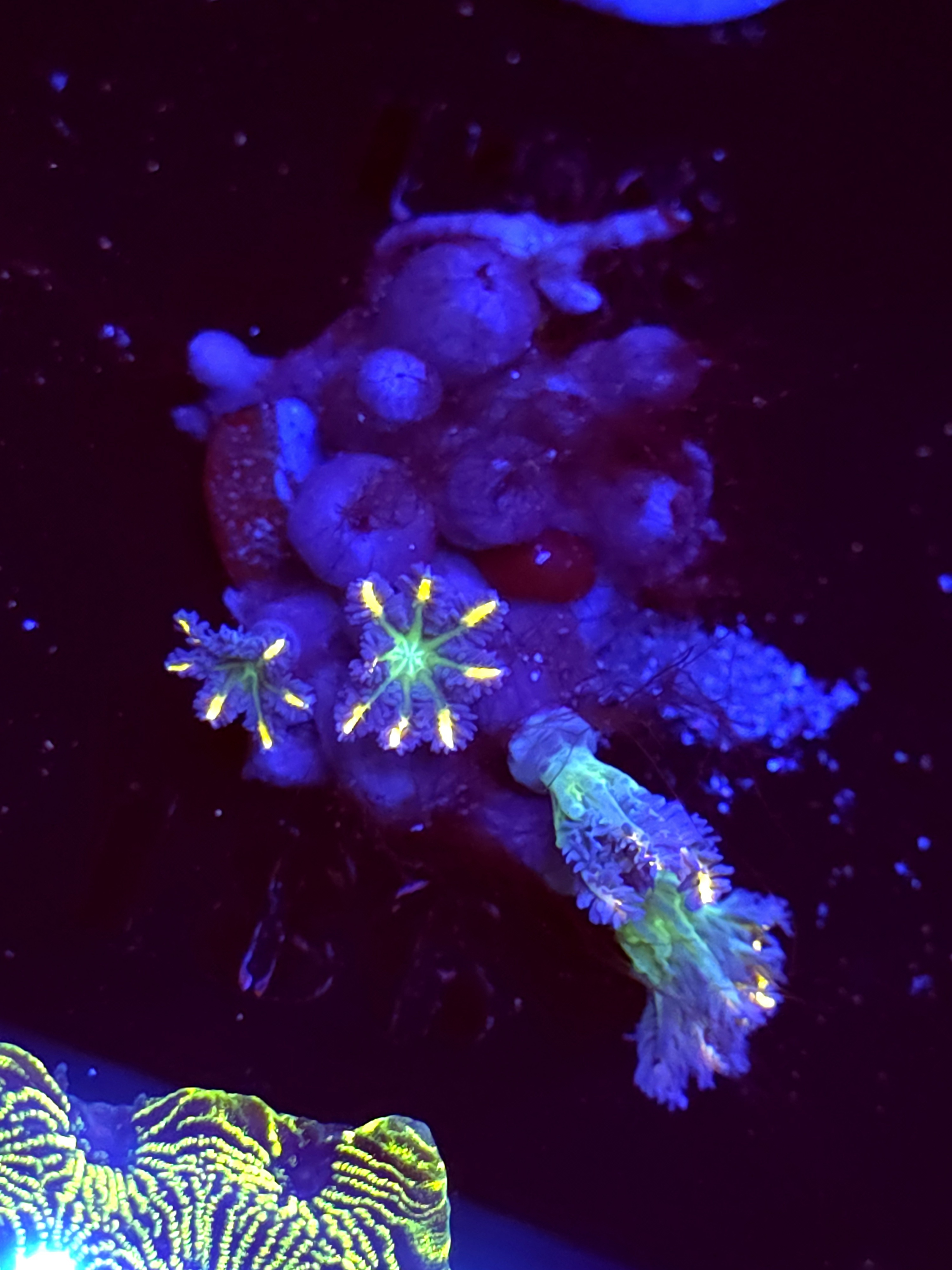 SBB "Fire Work" Cloves Mini Colony