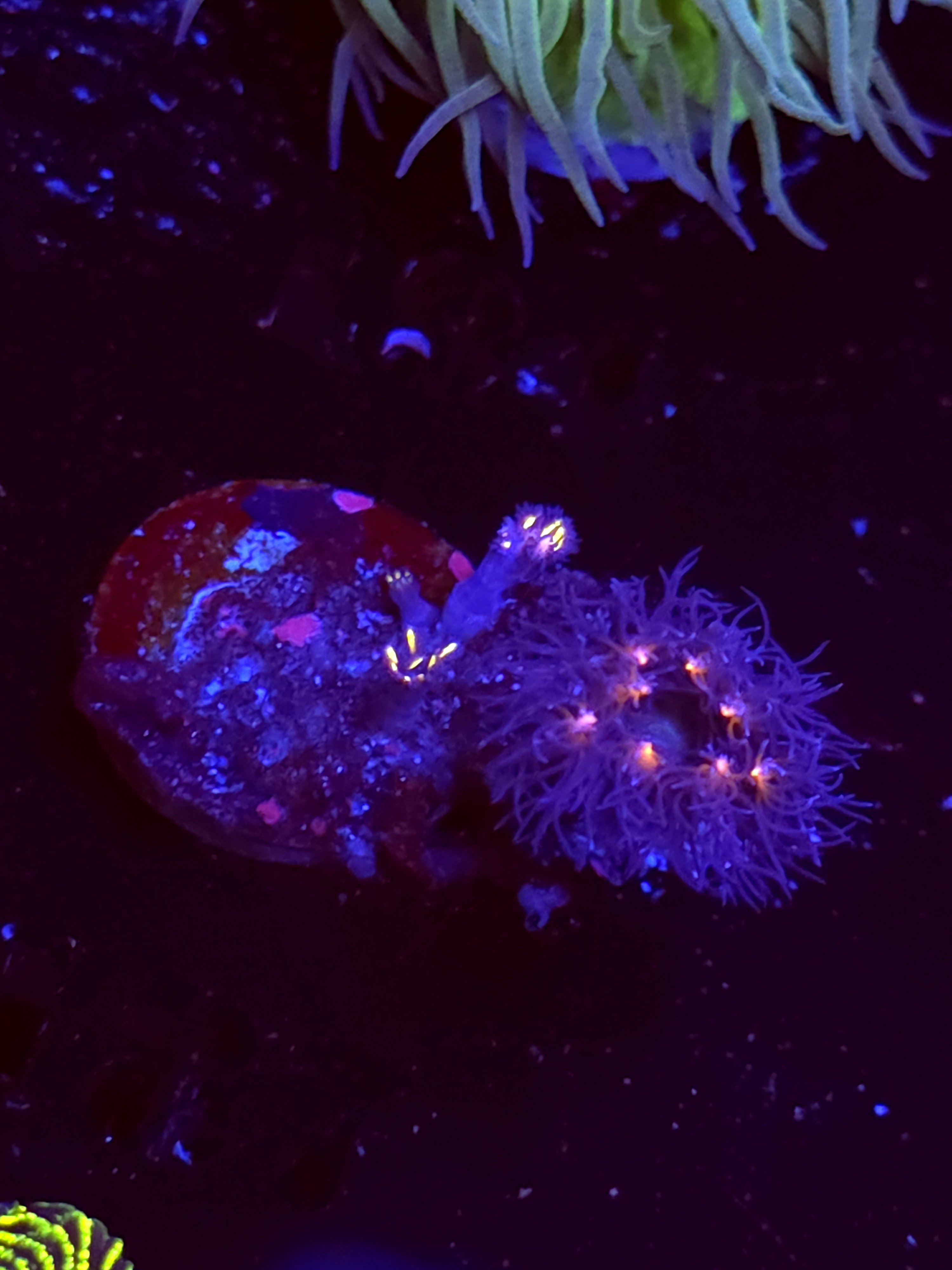 SBB "Fire Works" Cloves 2 Polyps