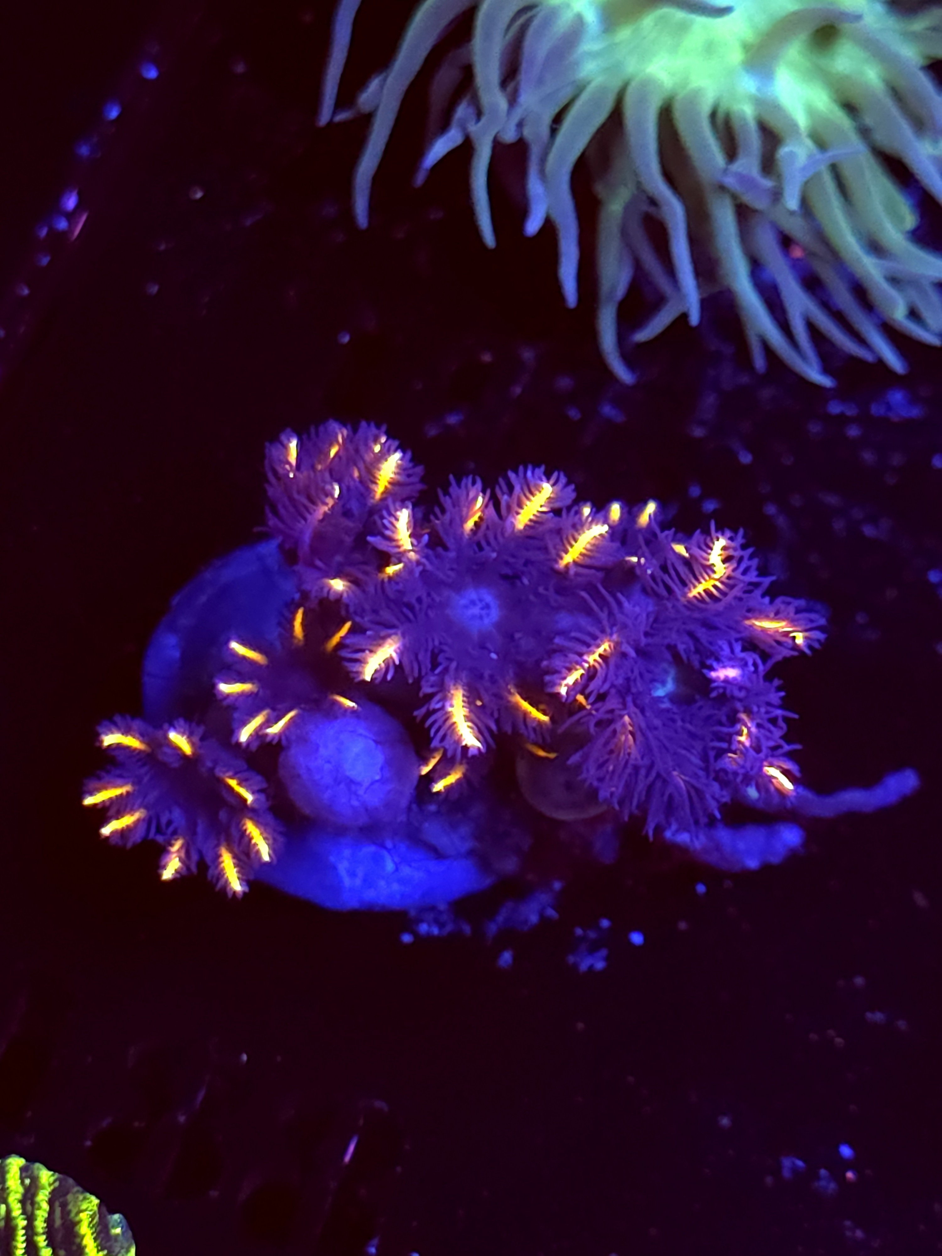 SBB "Fire Works" Cloves 4 Polyps