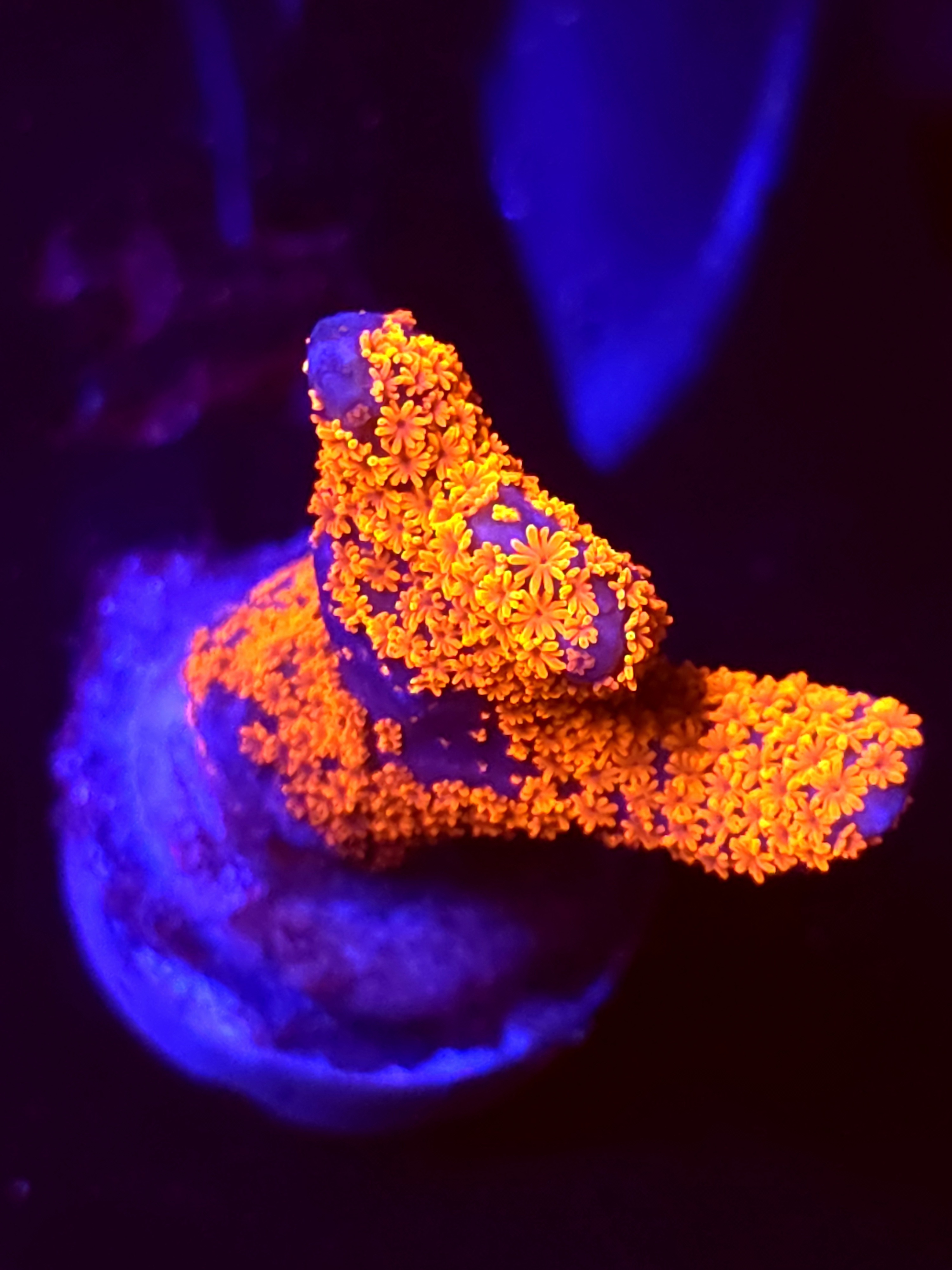 SBB "Bubble Digi" Acro Medium Branch