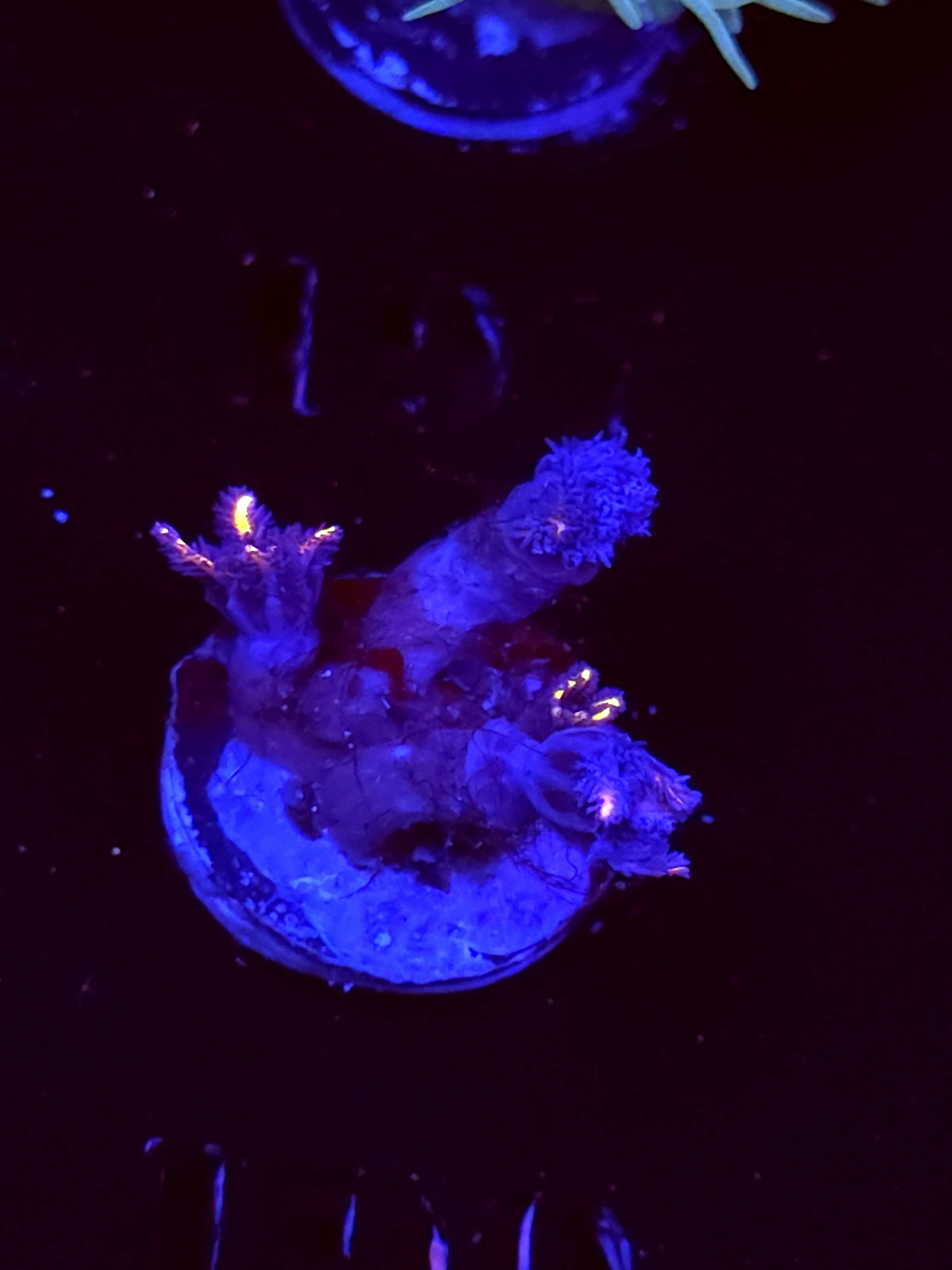 SBB "Fire Works" Cloves 2 Polyps