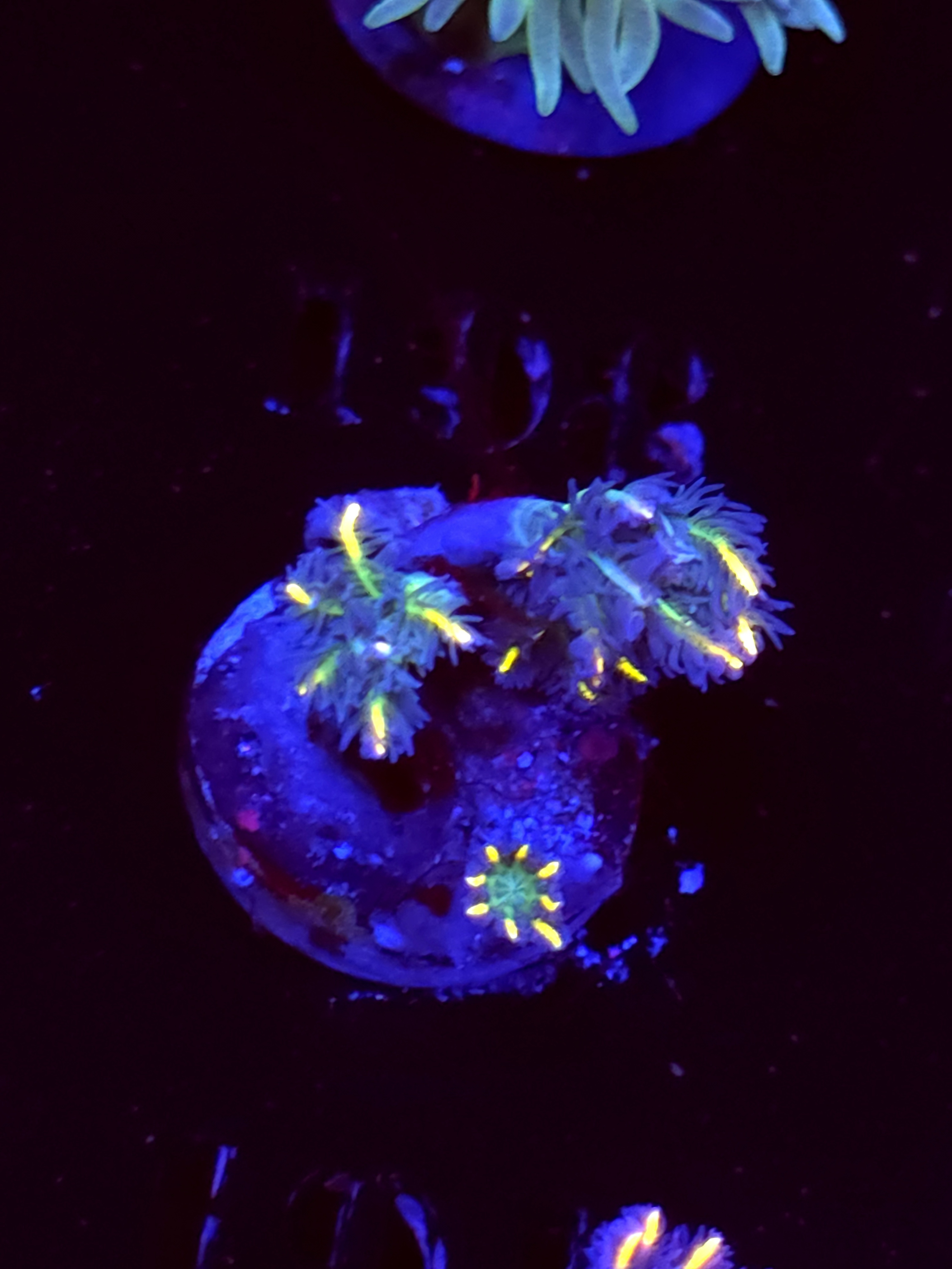 SBB "Fire Works" Cloves 2 Polyps