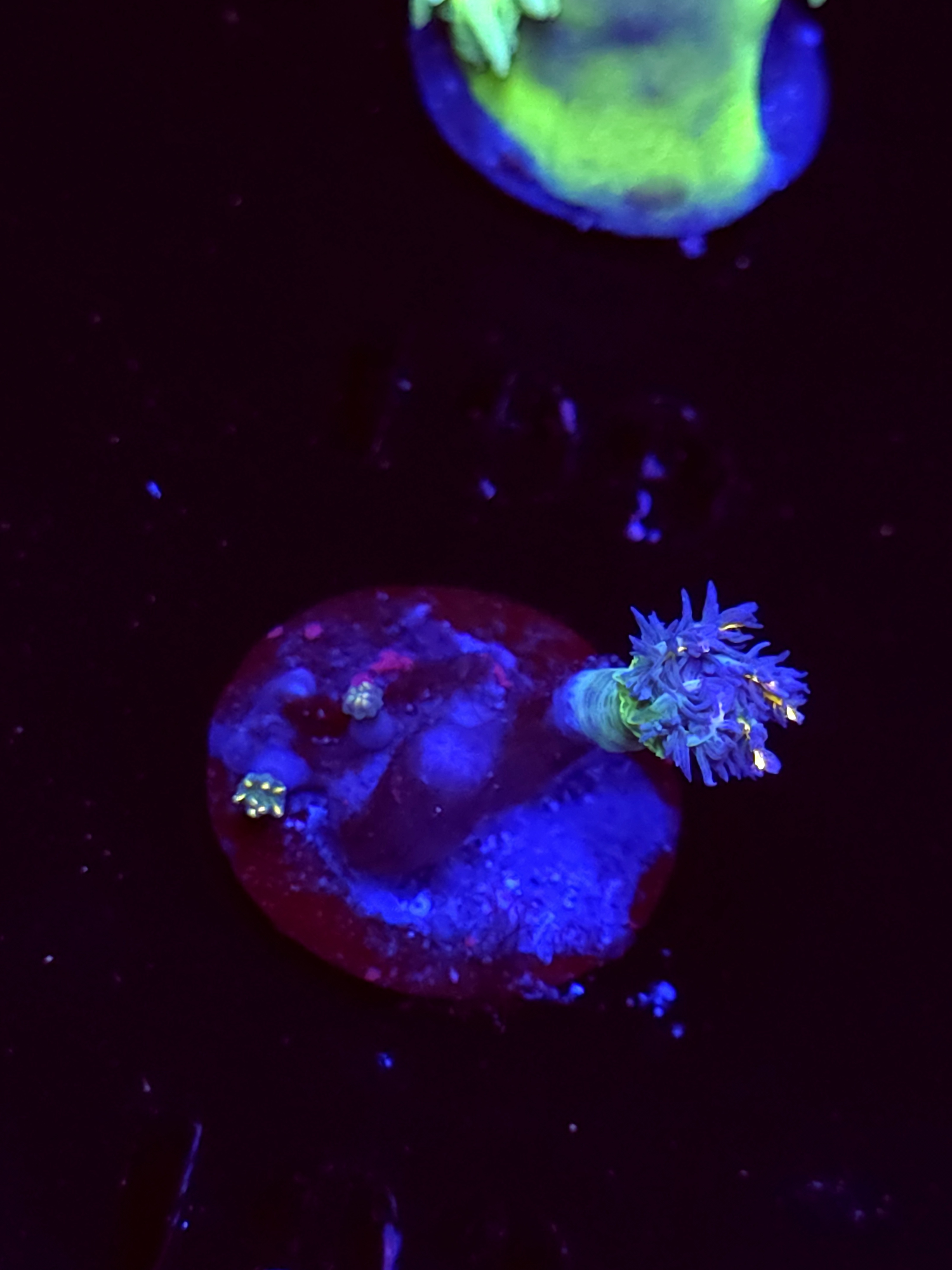 SBB "Fire Works" Cloves 2 Polyps