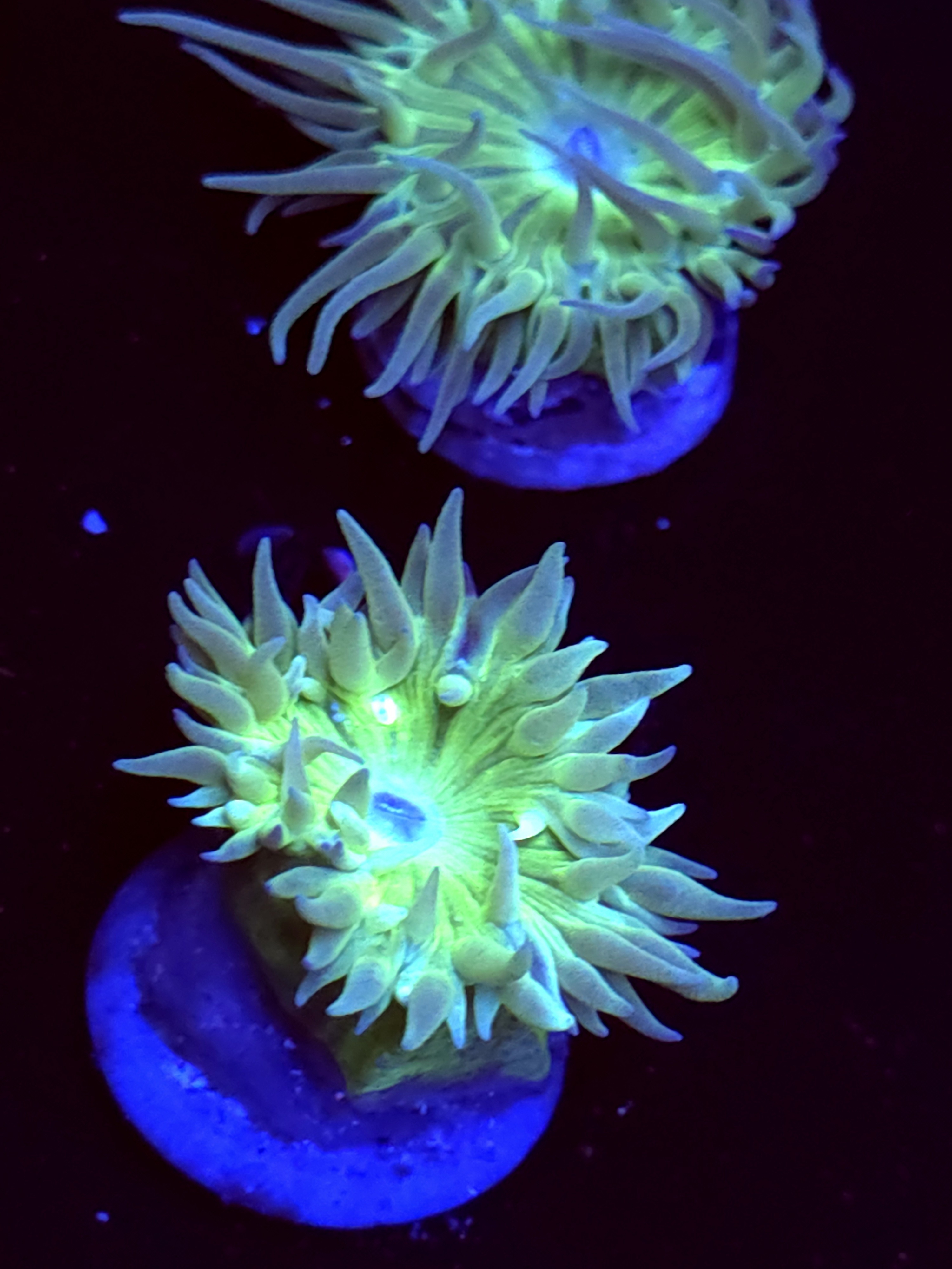 SBB "Duncan Coral" Duncan 1 Head