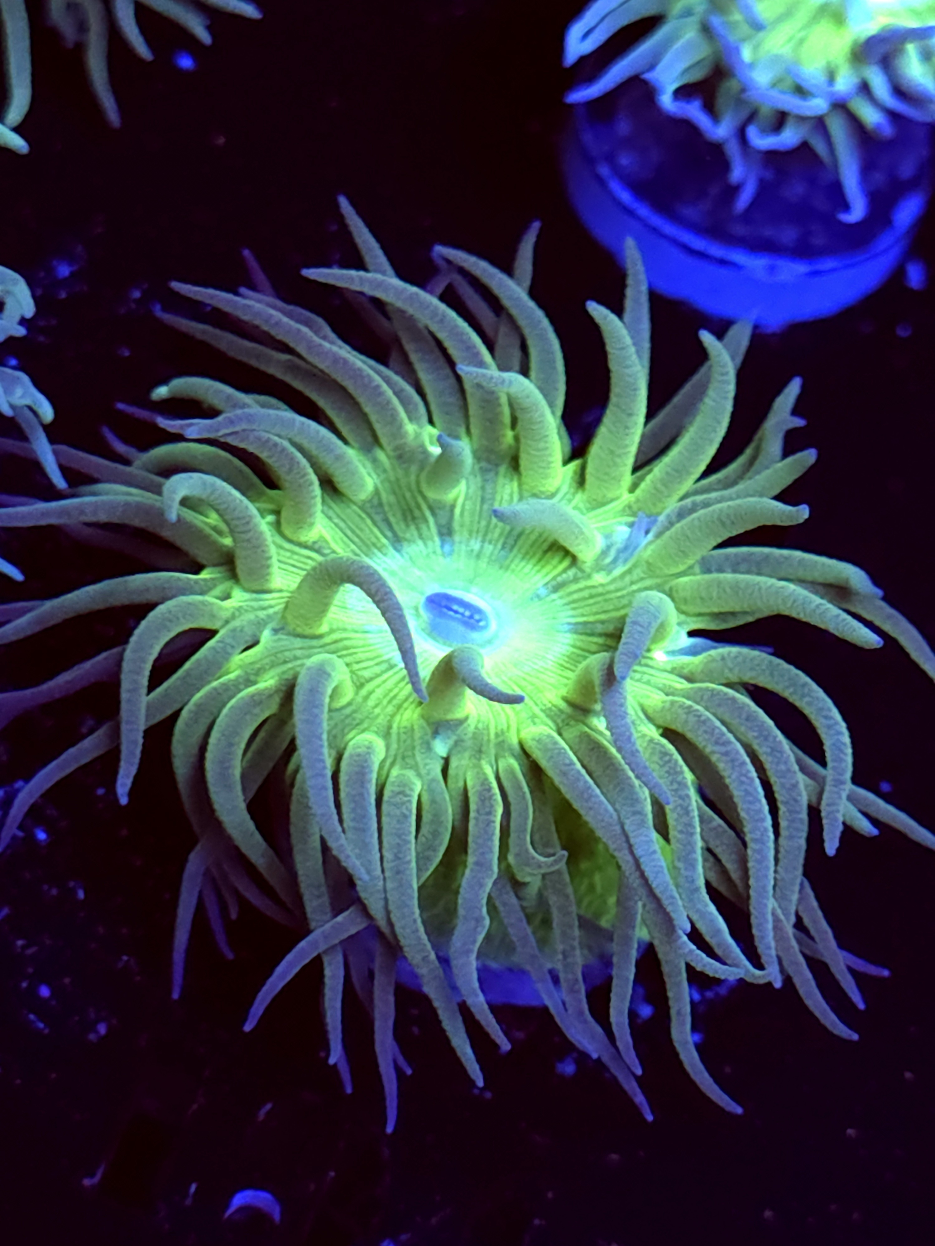 SBB "Duncan Coral" Duncan 1 Head