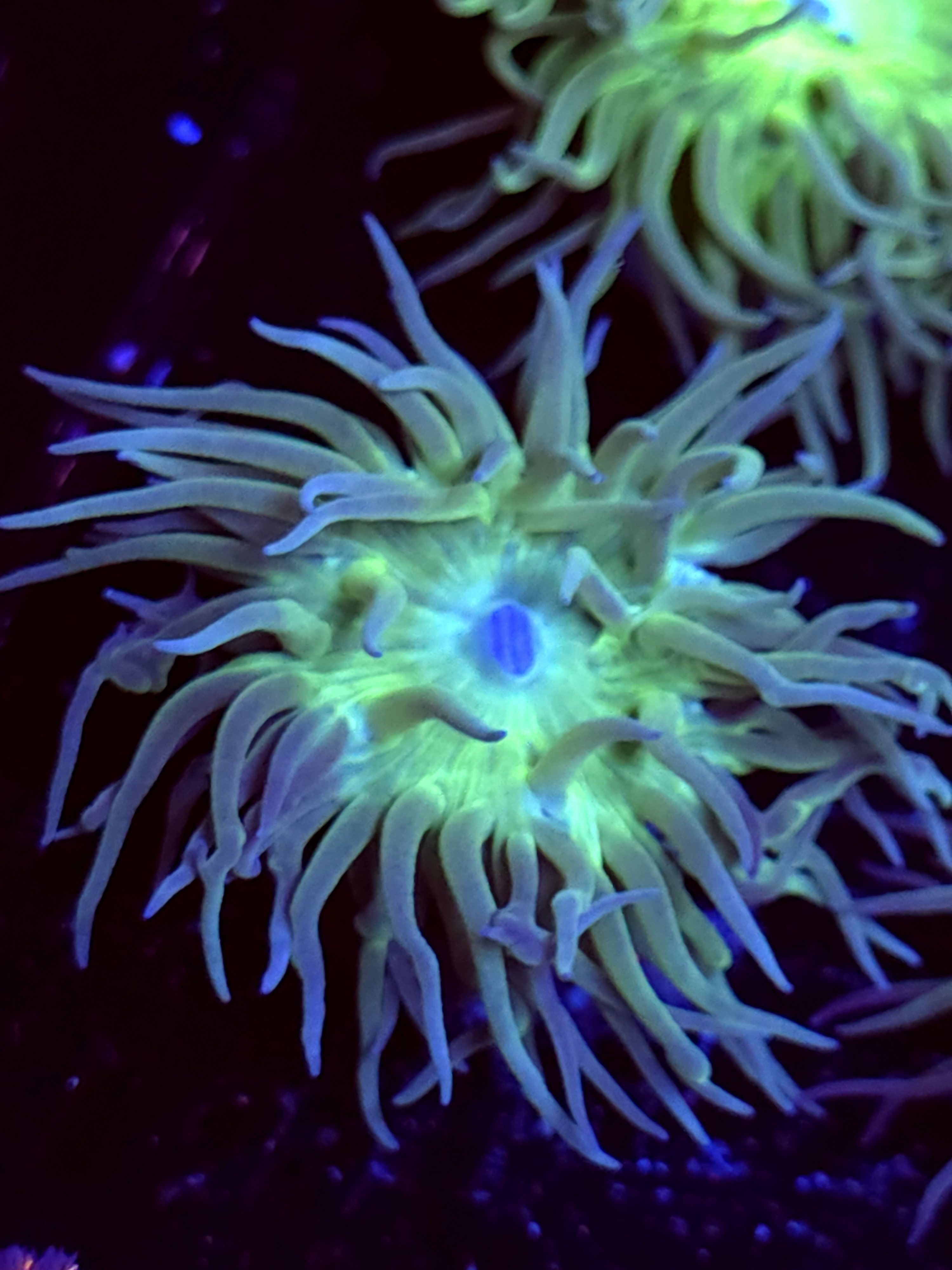 SBB "Duncan Coral" Duncan 1 Head