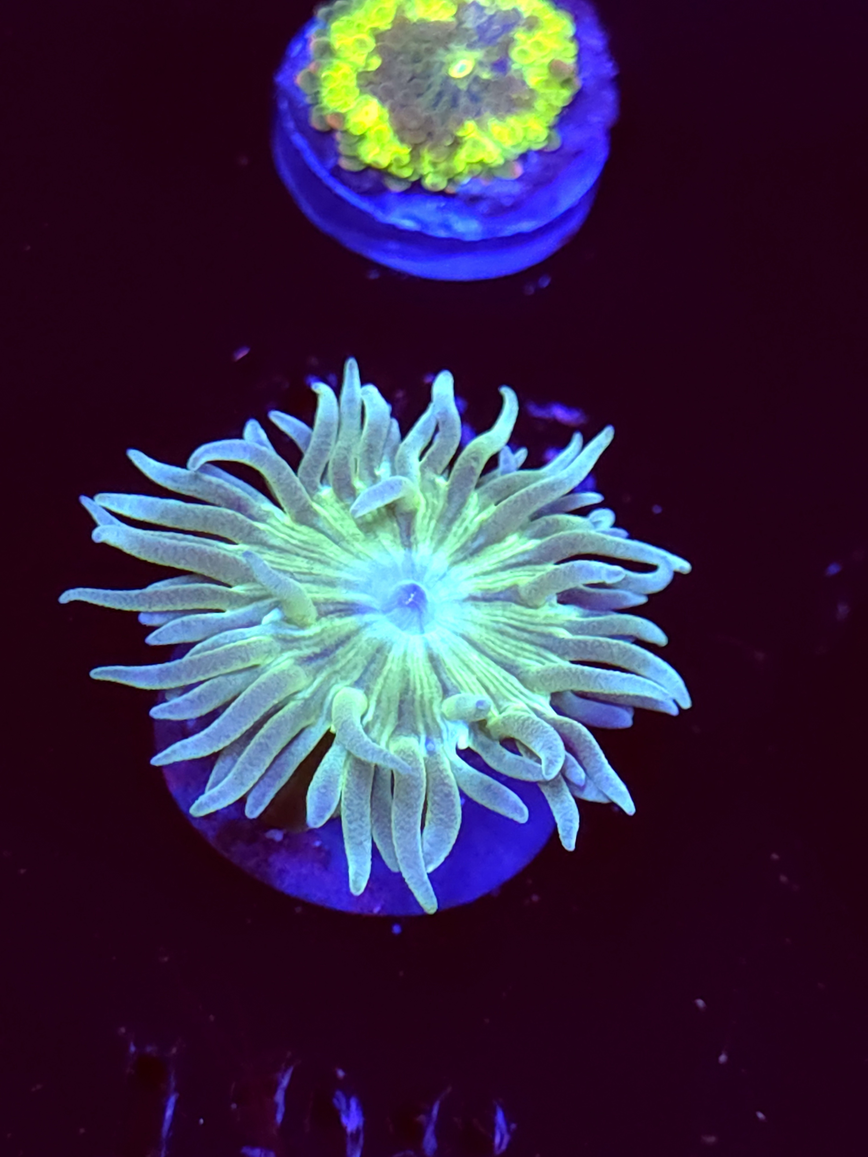 SBB "Duncan Coral" Duncan 1 Head