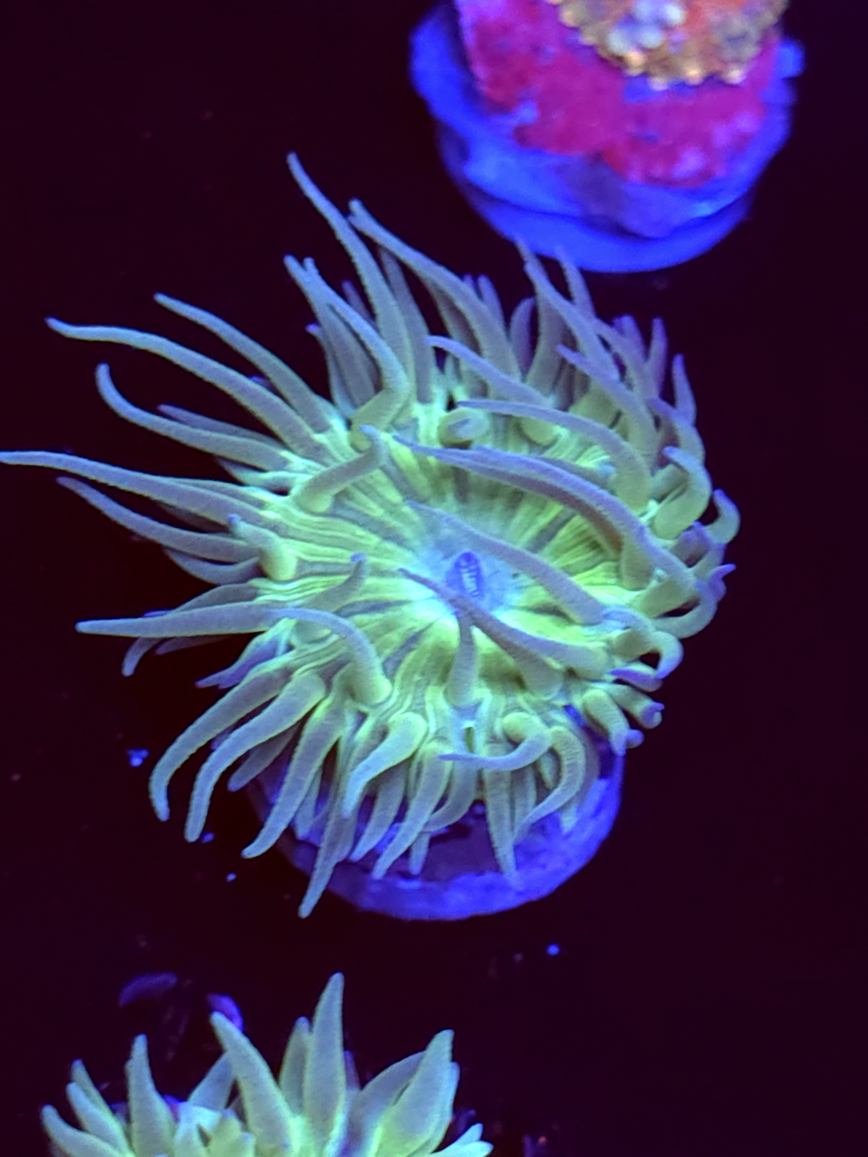 SBB "Duncan Coral" Duncan 1 Head