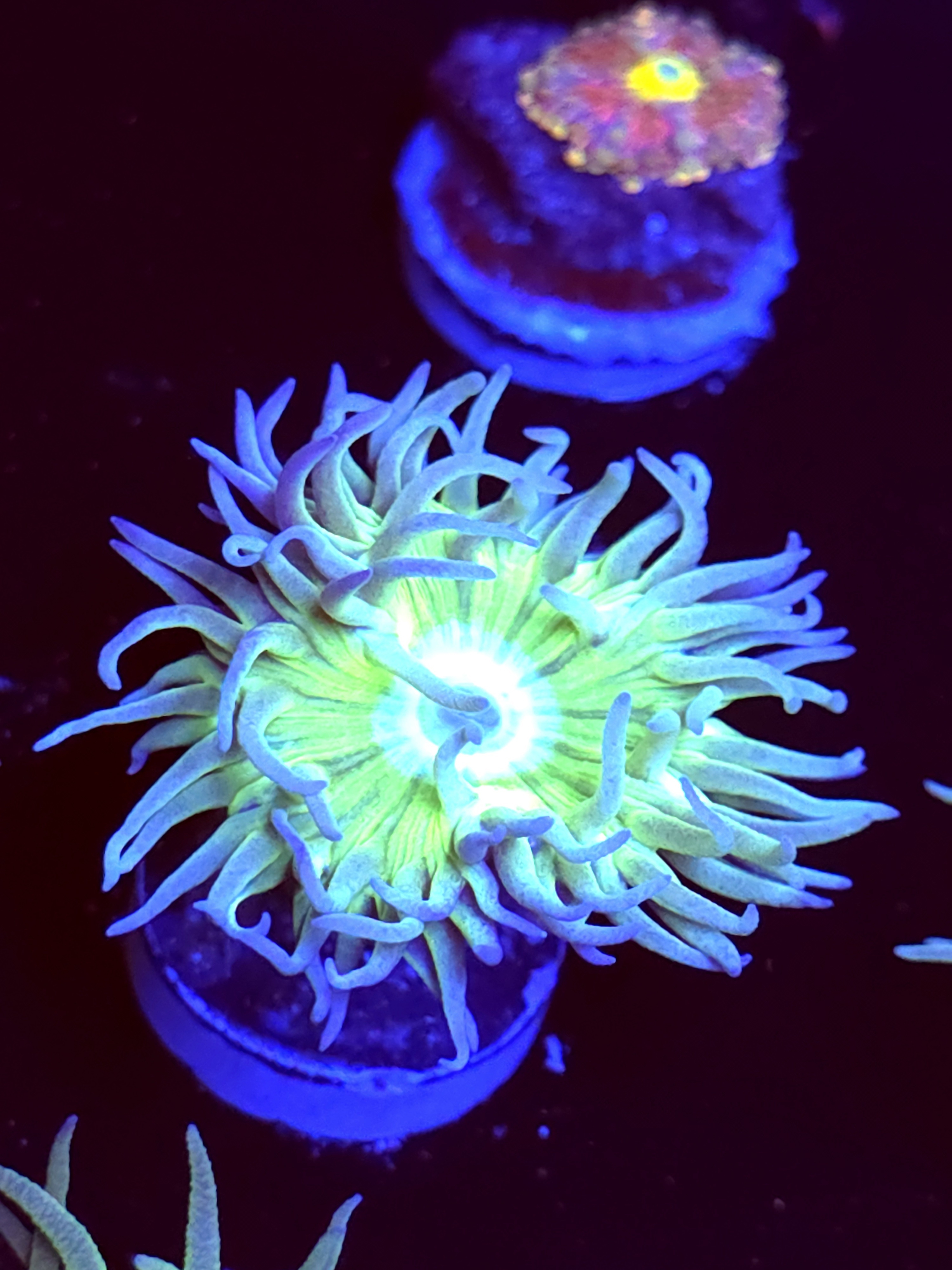 SBB "Duncan Coral" Duncan 1 Head