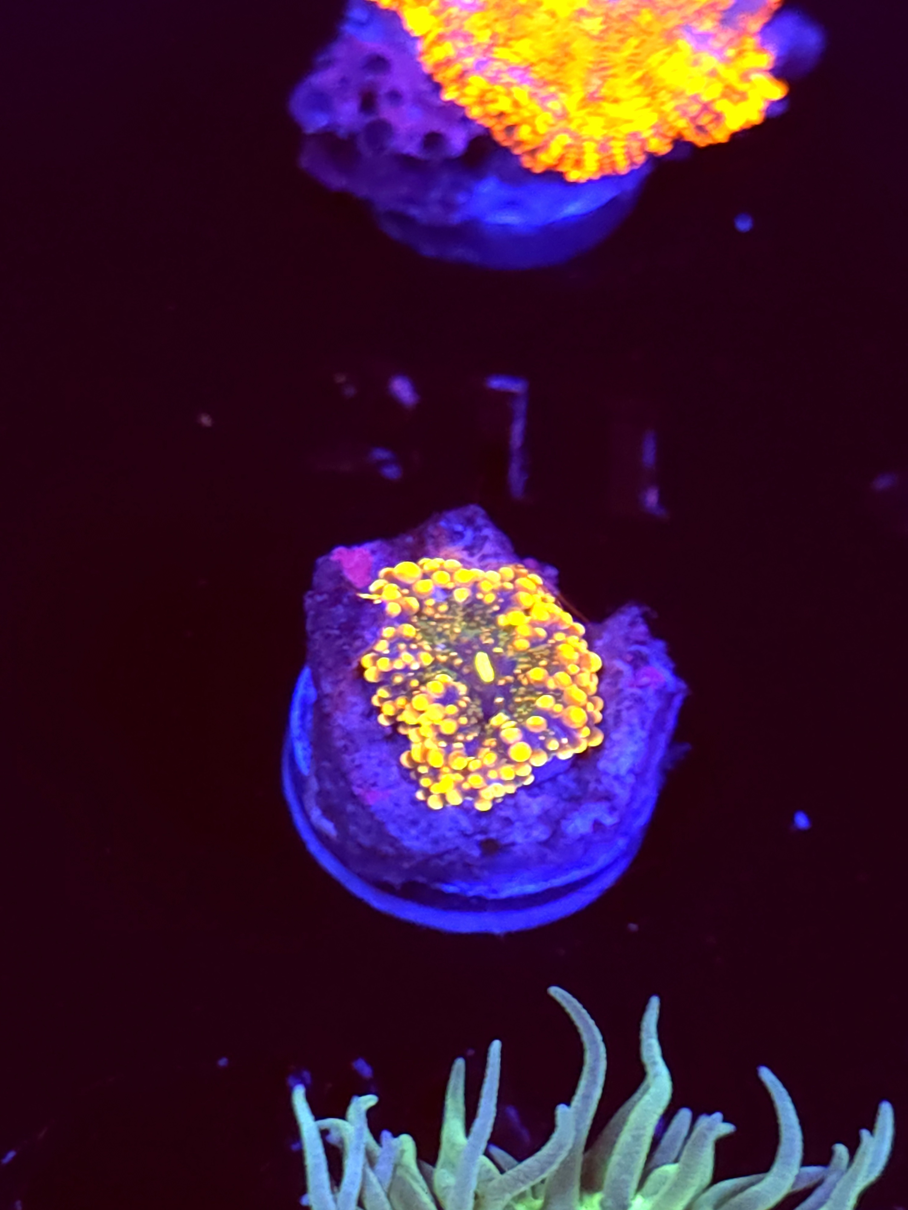 SBB "No Name" Mushroom Small