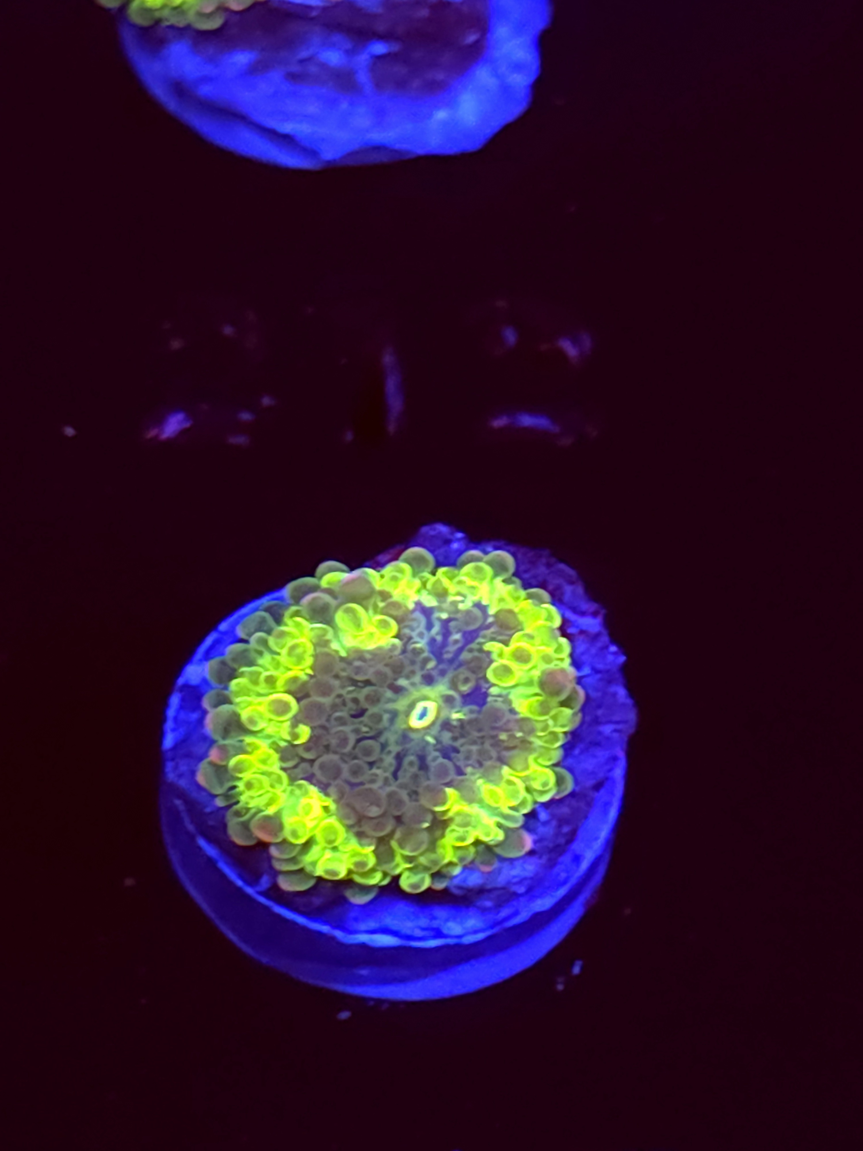 SBB "No Name" Mushroom Small