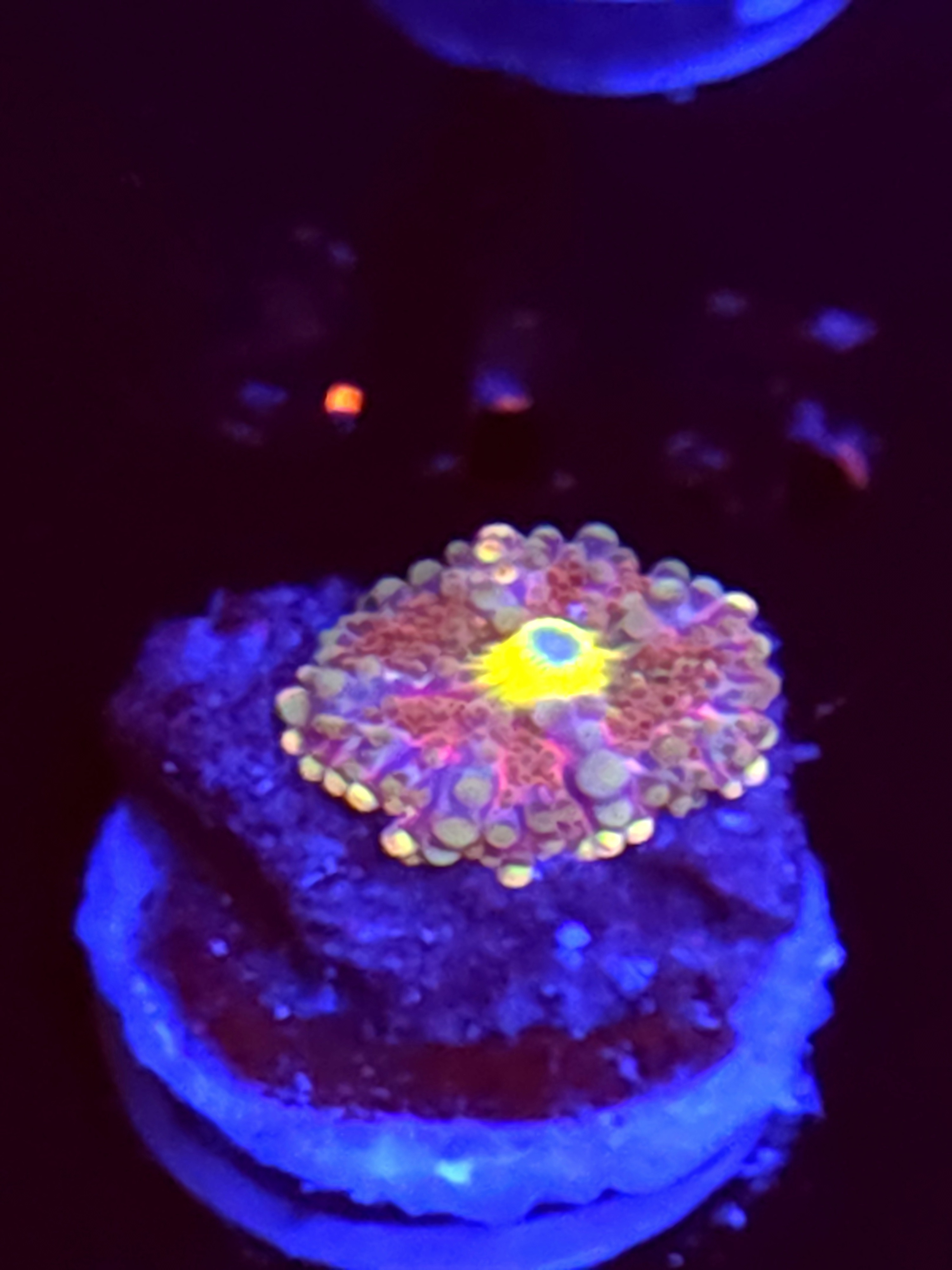 SBB "No Name" Mushroom Small