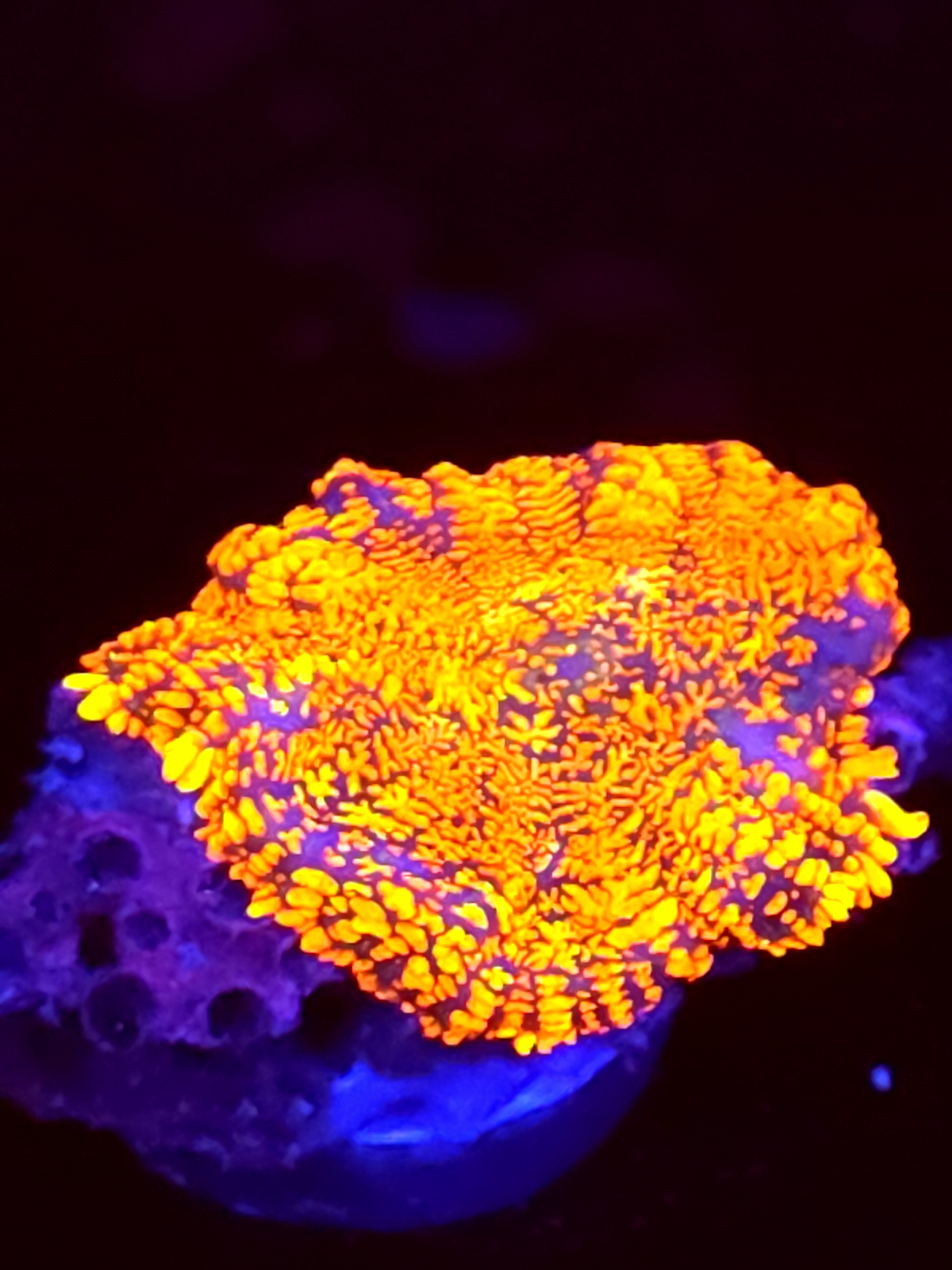 SBB "No Name" Mushroom Medium