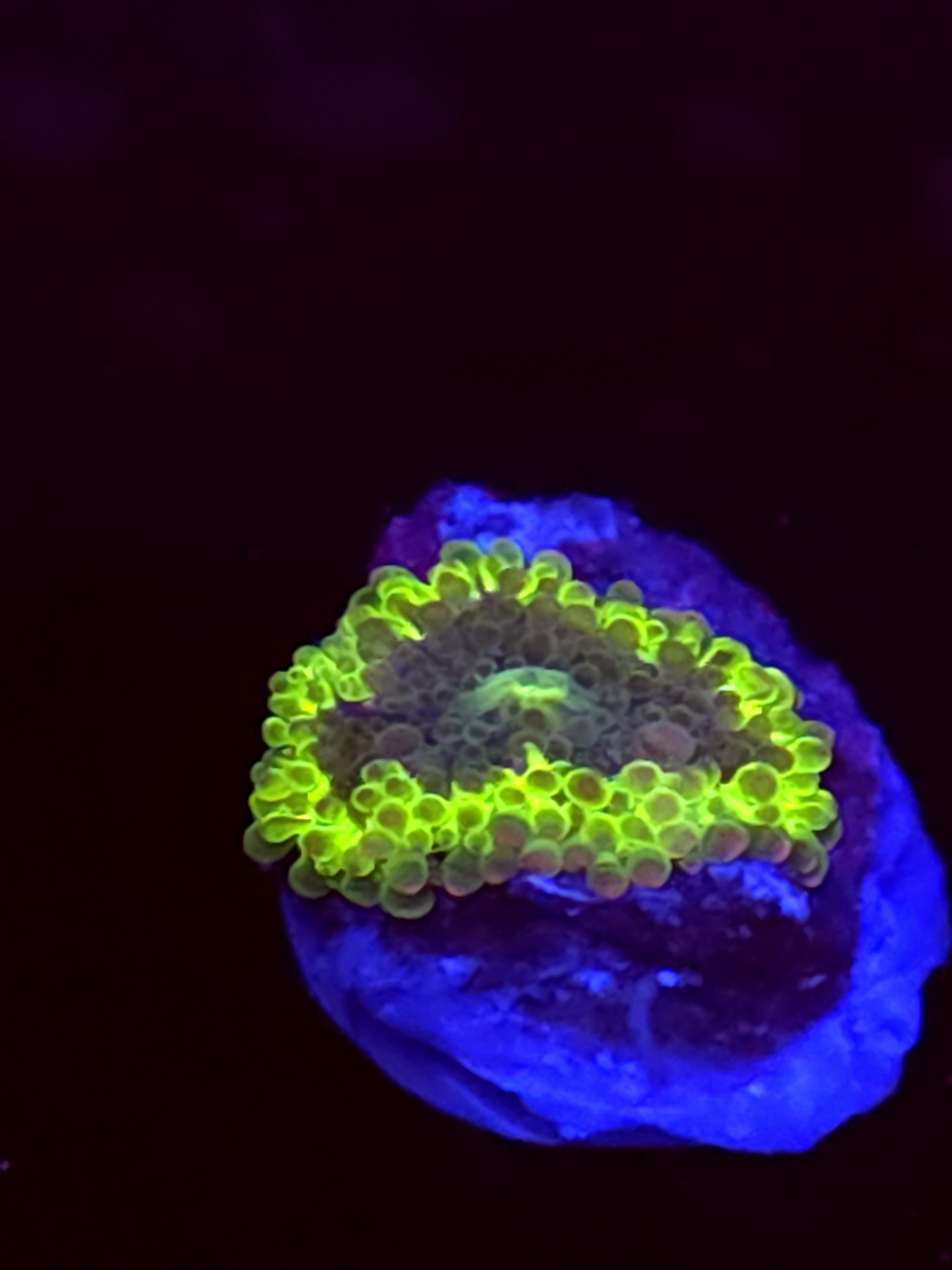 SBB "No Name" Mushroom Small