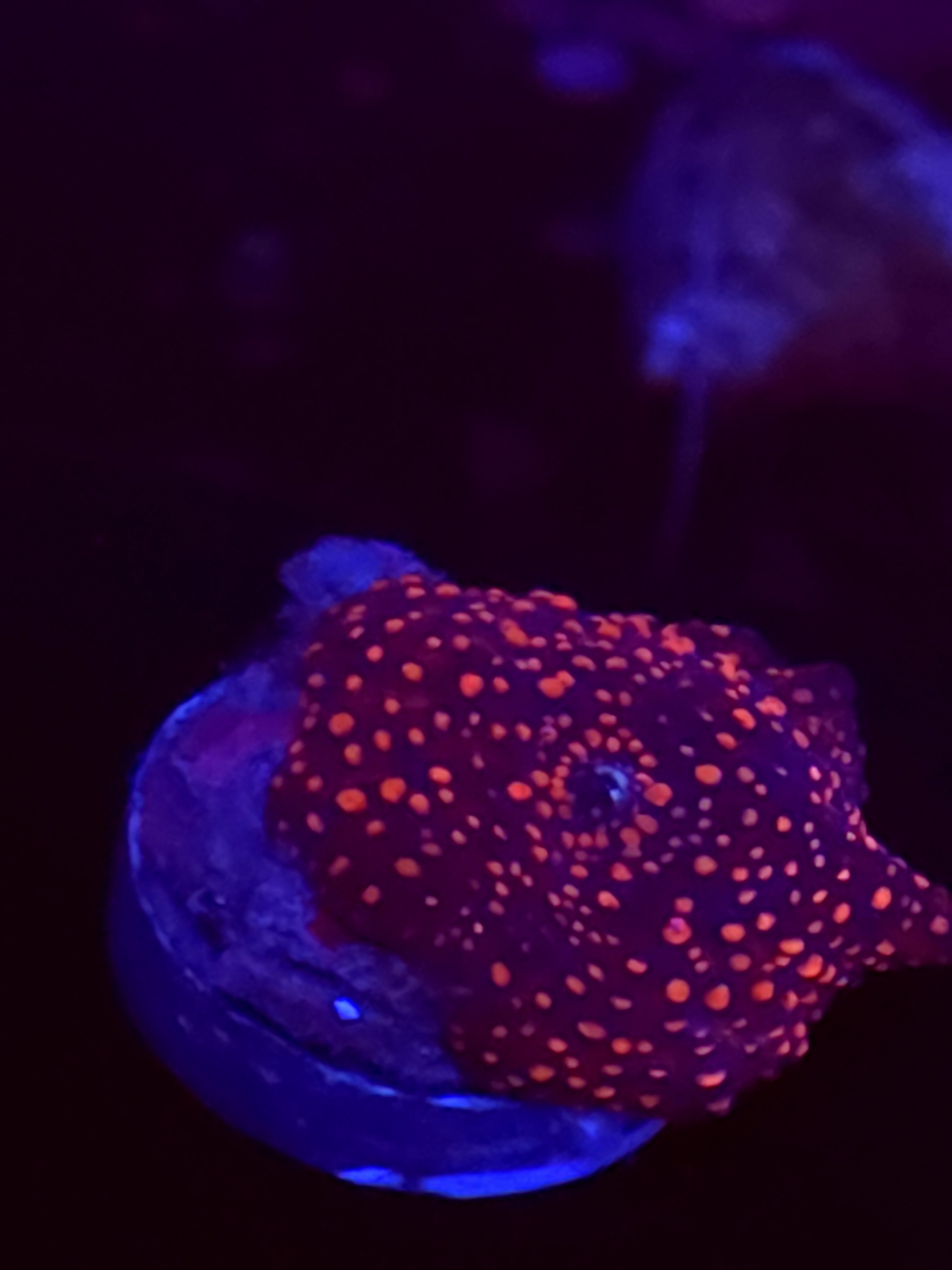 SBB "No Name" Mushroom Small