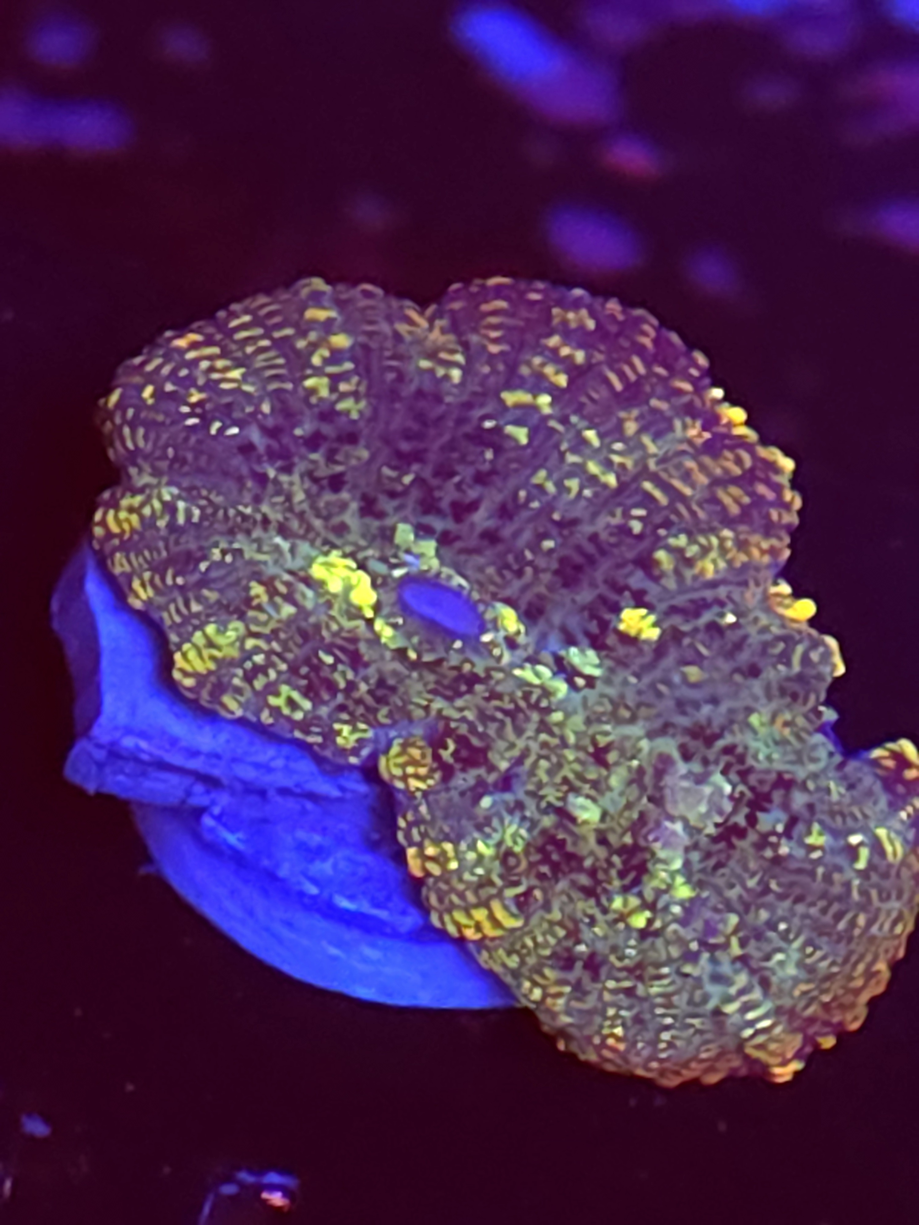 SBB "No Name" Mushroom Medium