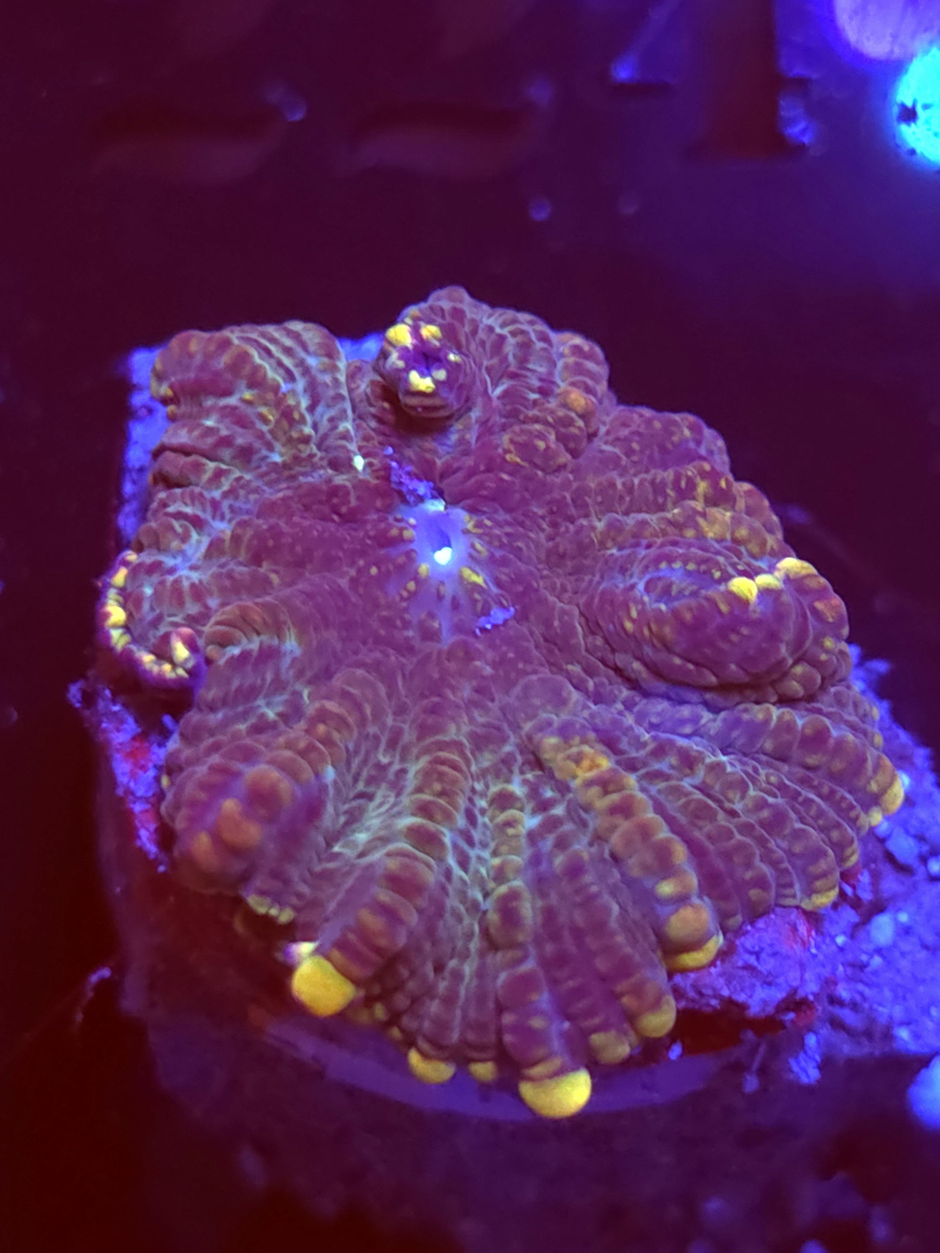 SBB "No Name" Mushroom Small