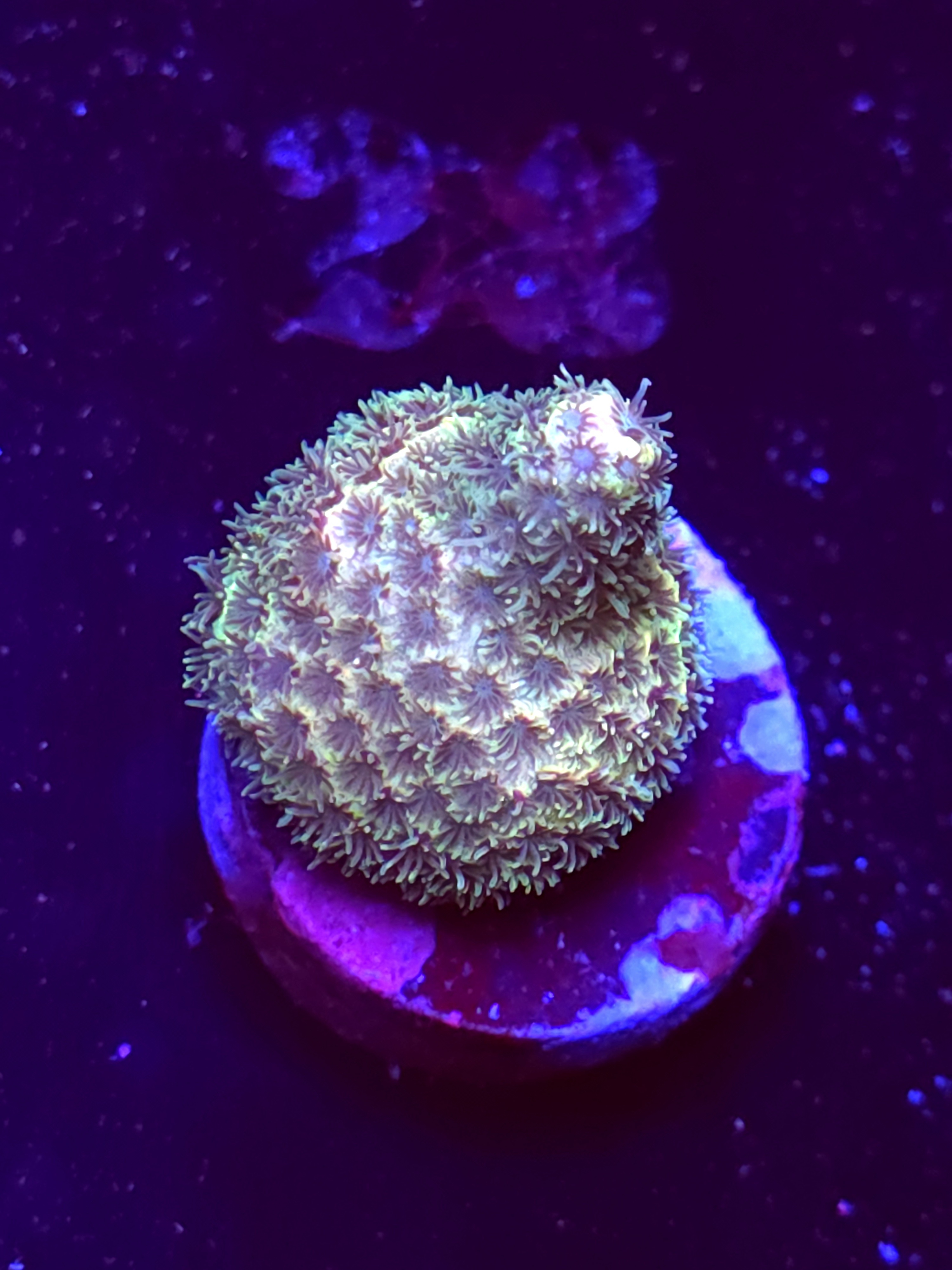 SBB "Dream Comet" Acro Tiny Crusted