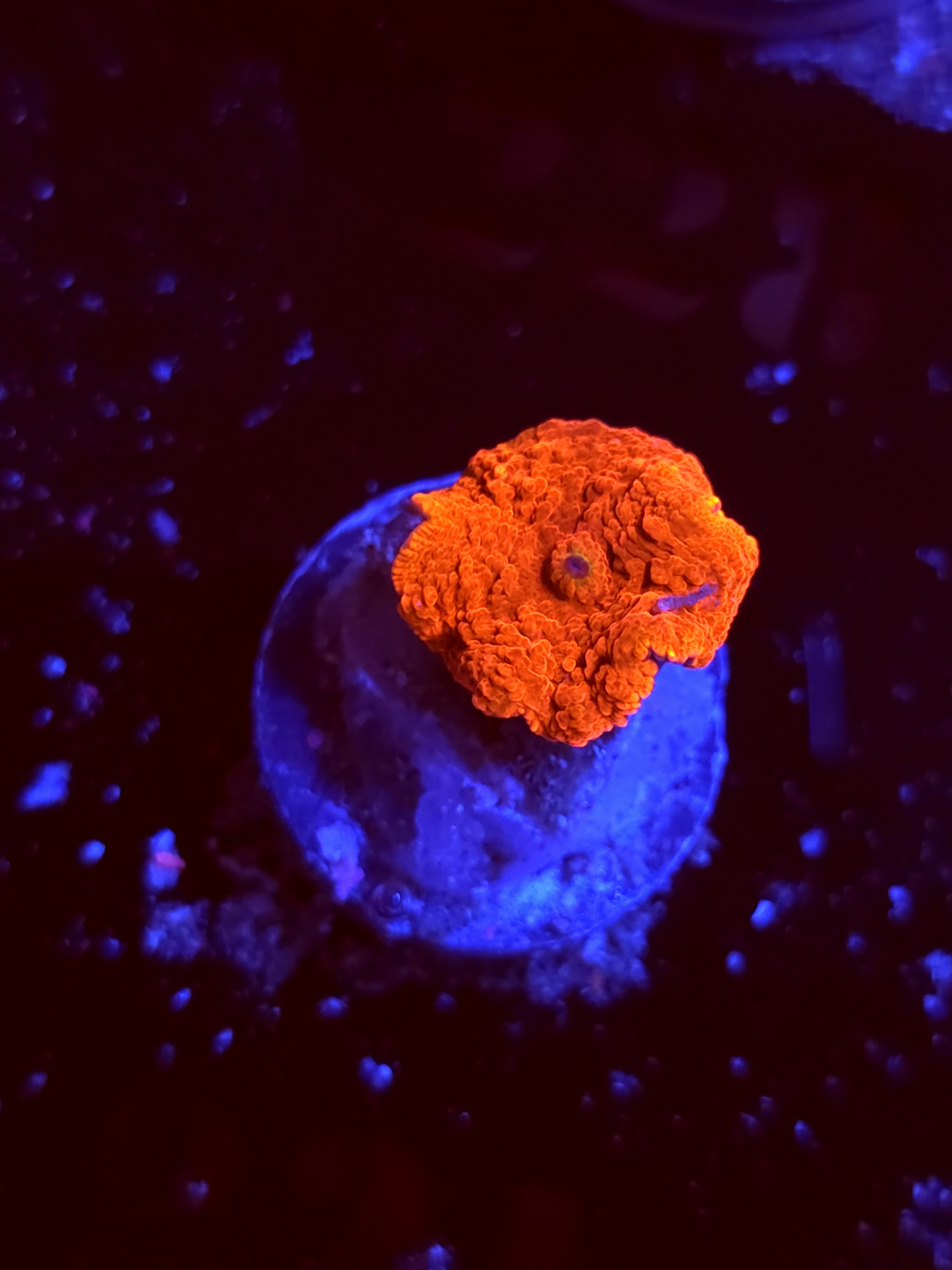 SBB "No Name" Mushroom Tiny