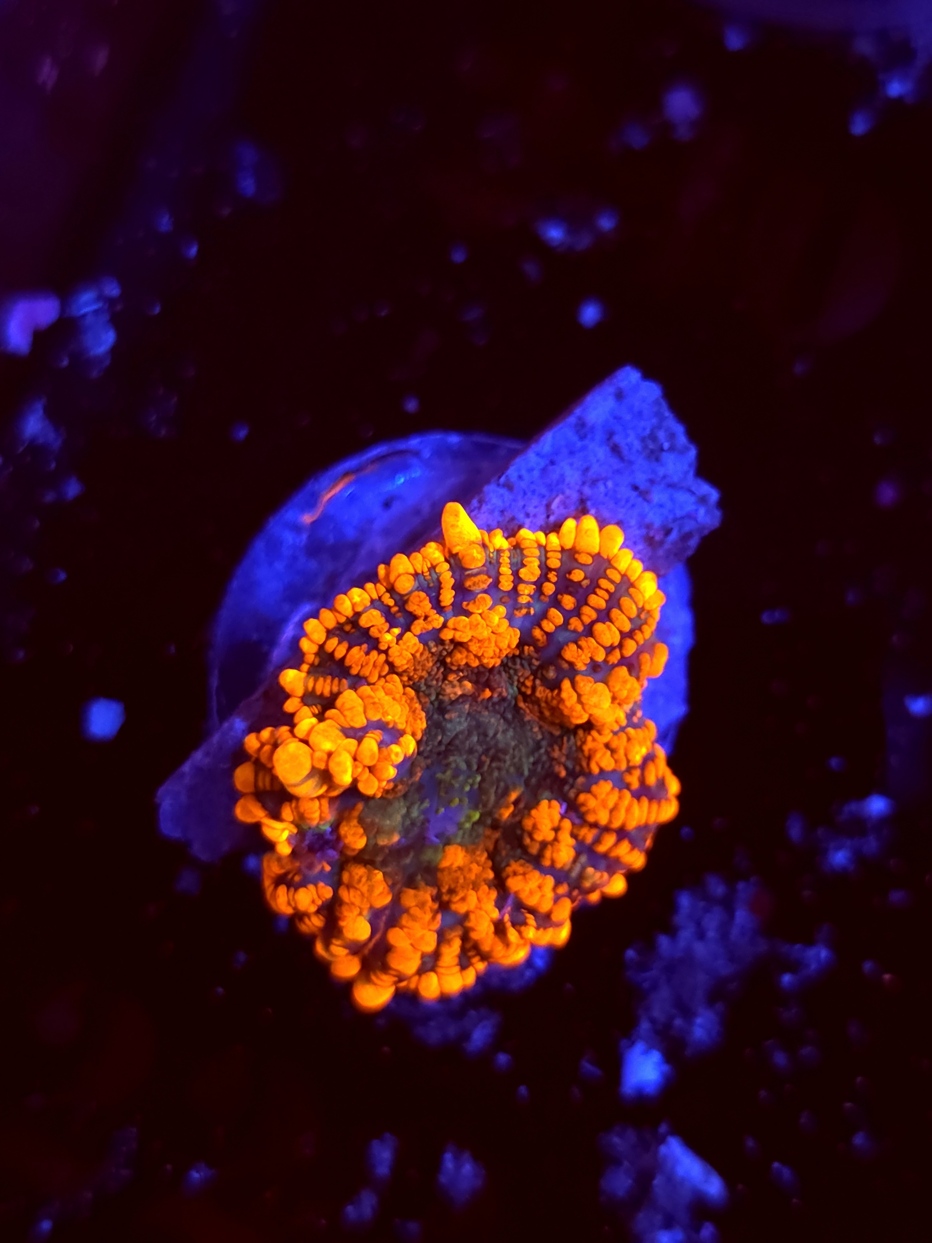 SBB "No Name" Mushroom Small