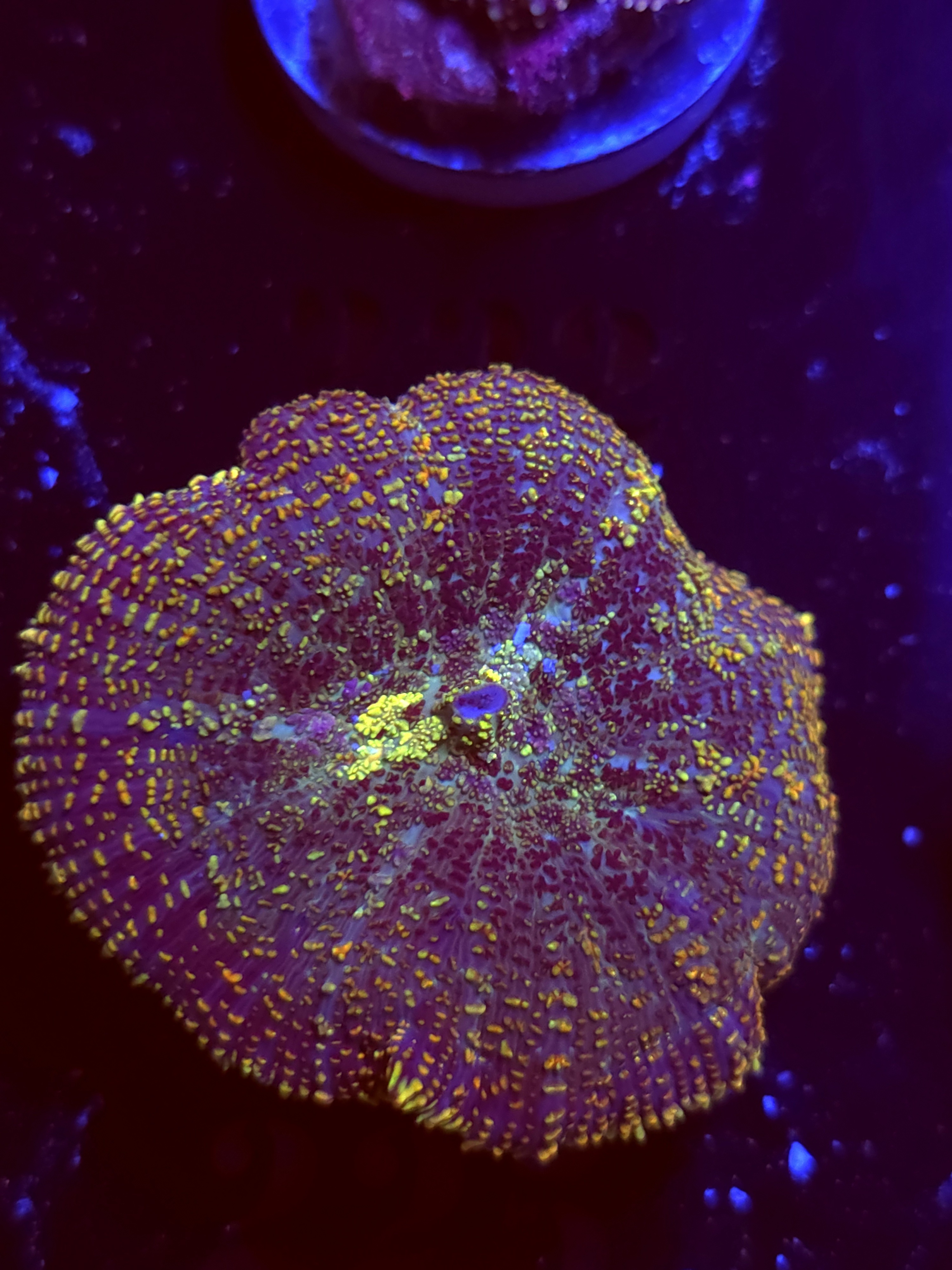 SBB "No Name" Mushroom Xlarge