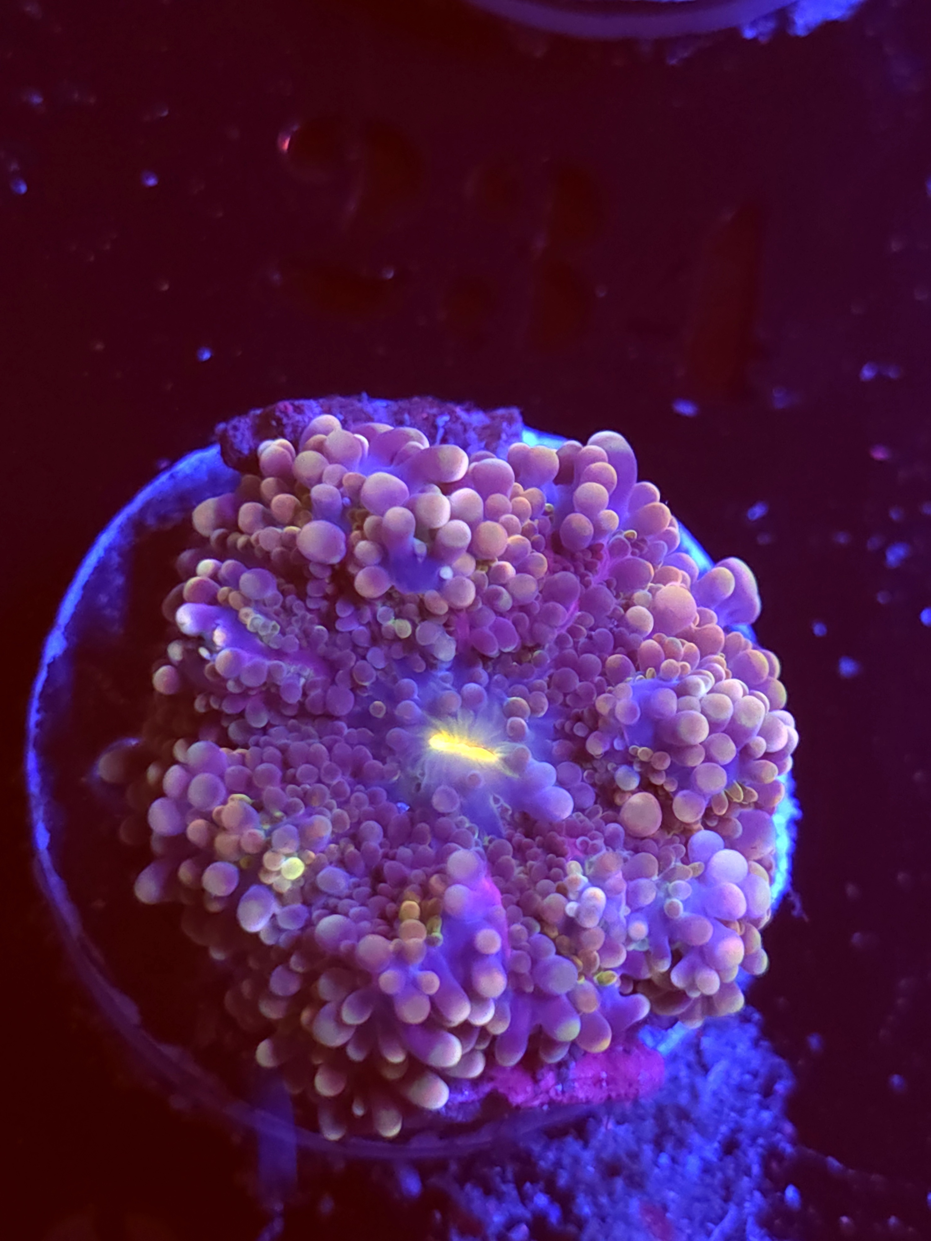 SBB "No Name" Mushroom Medium