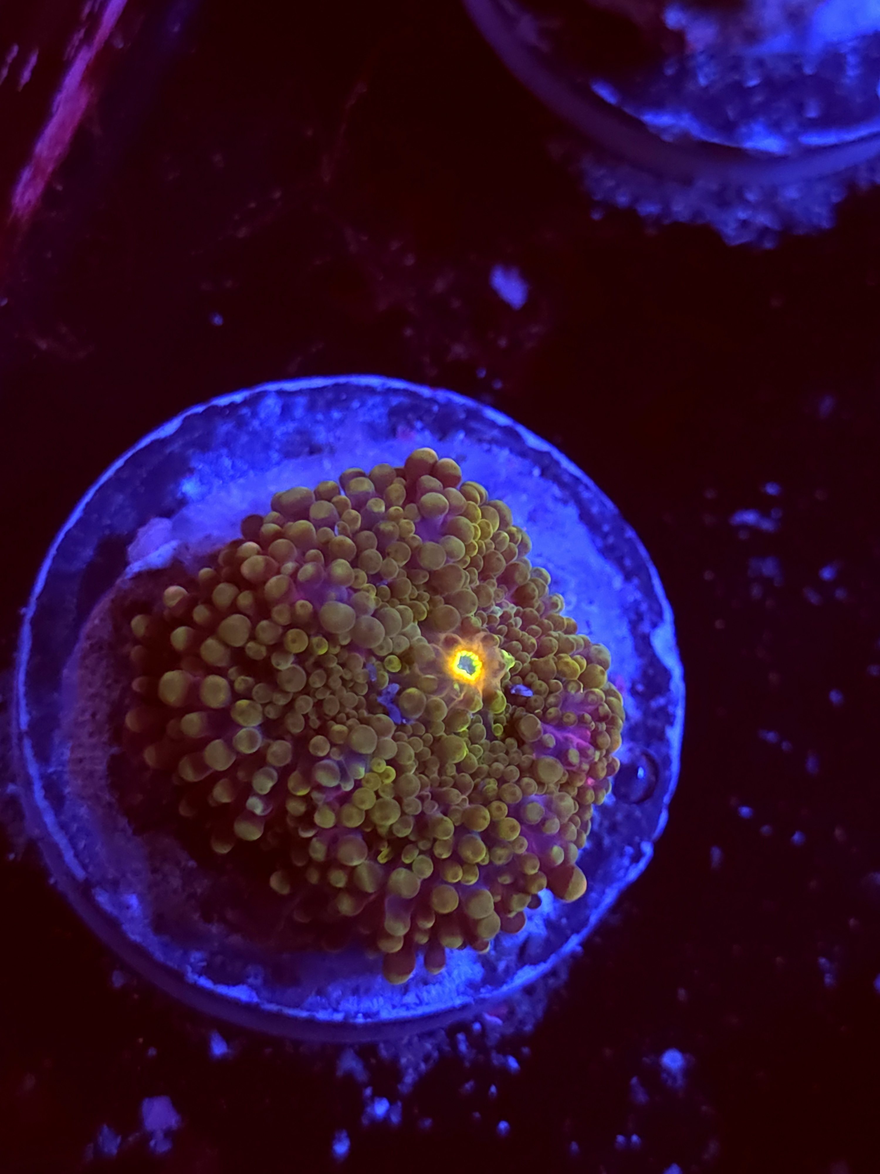 SBB "No Name" Mushroom Small