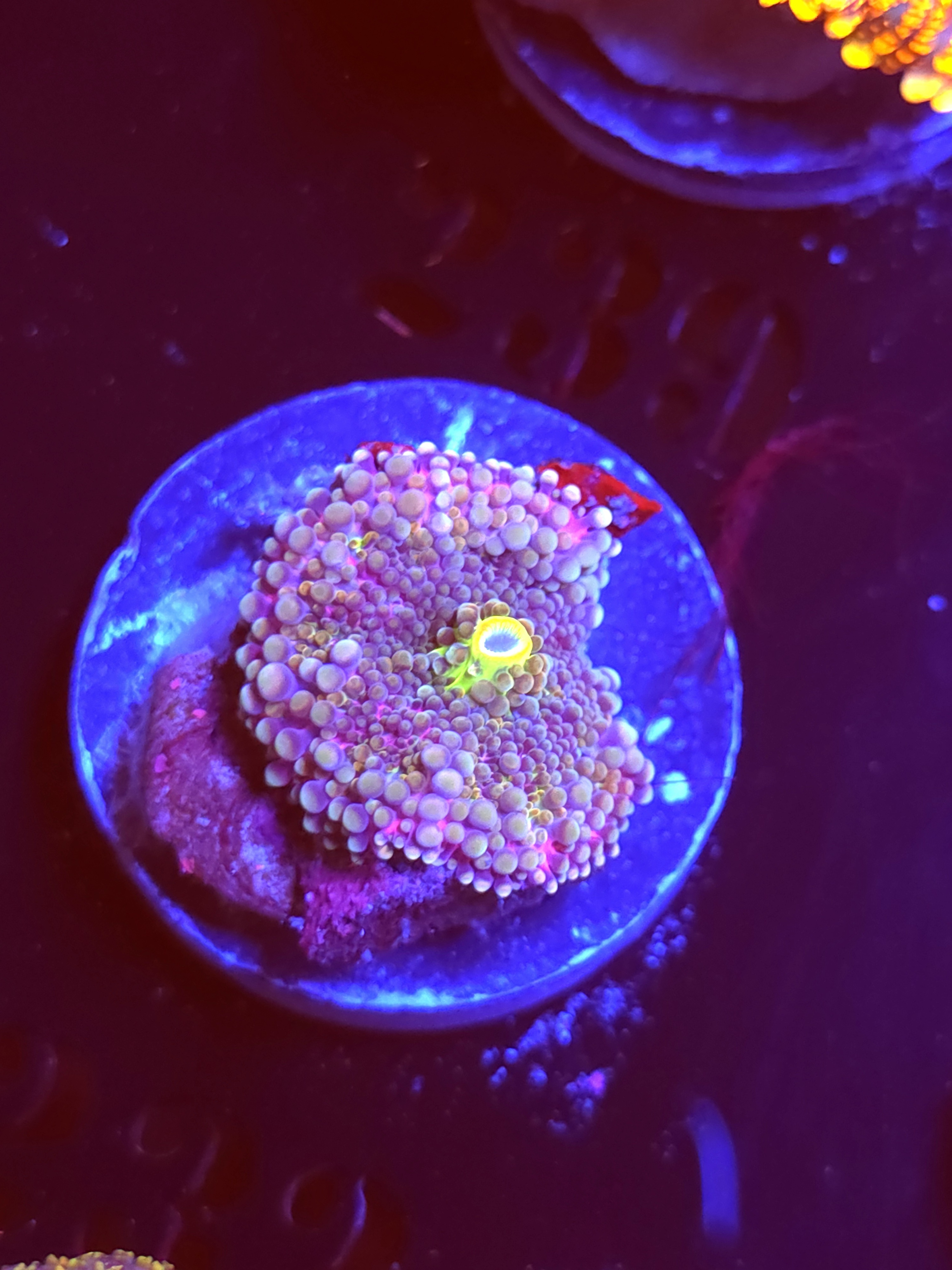 SBB "No Name" Mushroom Small