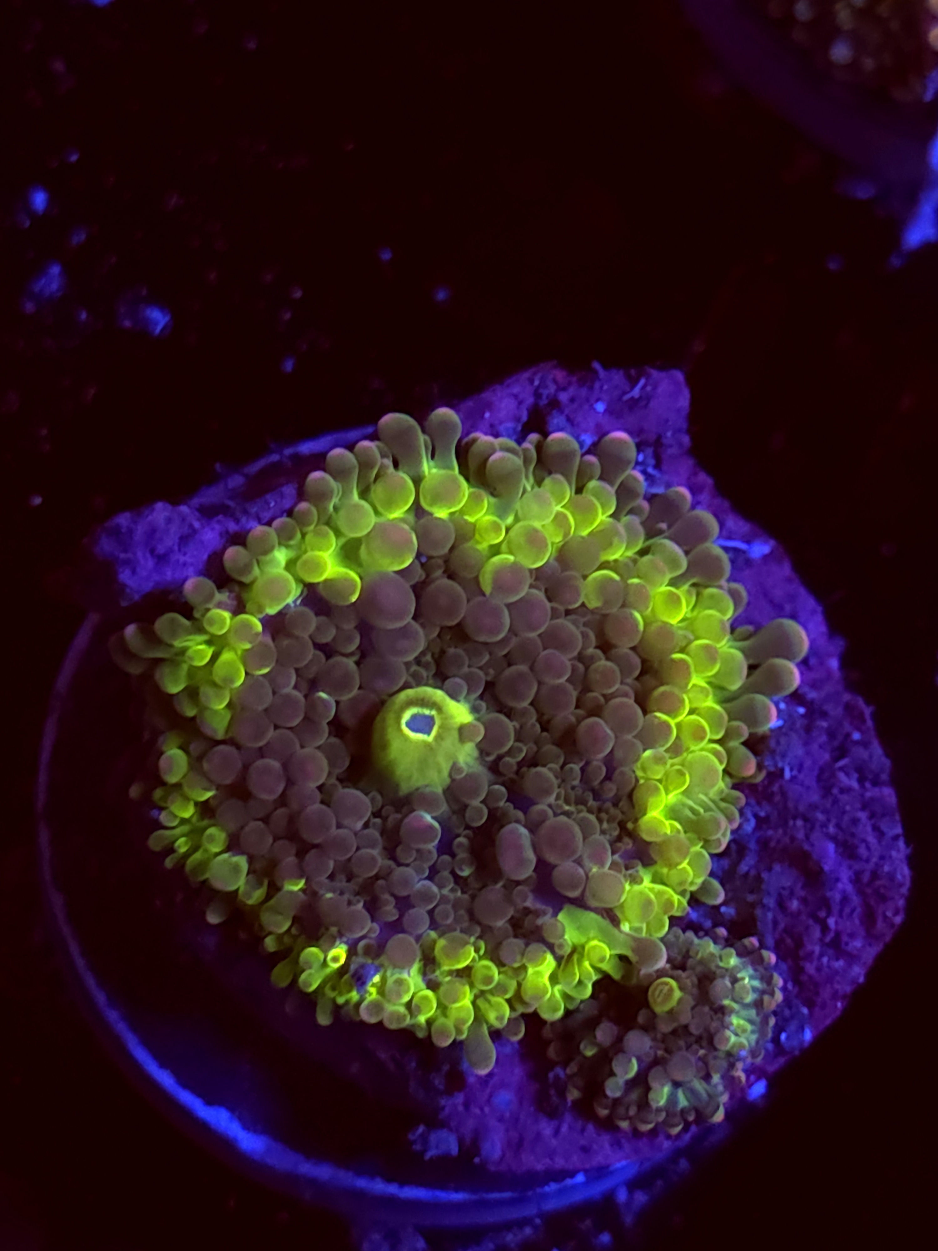 SBB "No Name" Mushroom Small