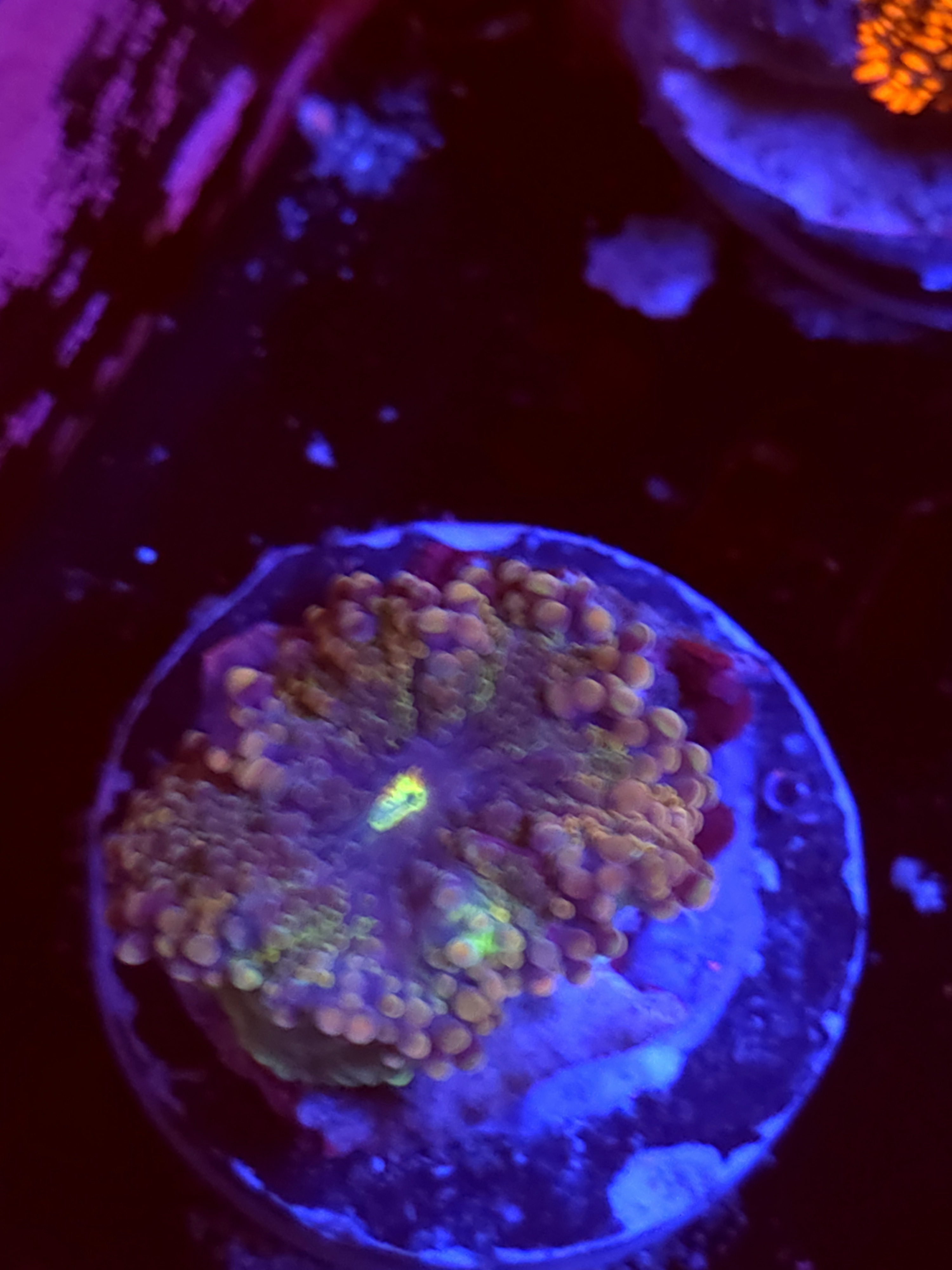 SBB "No Name" Mushroom Small