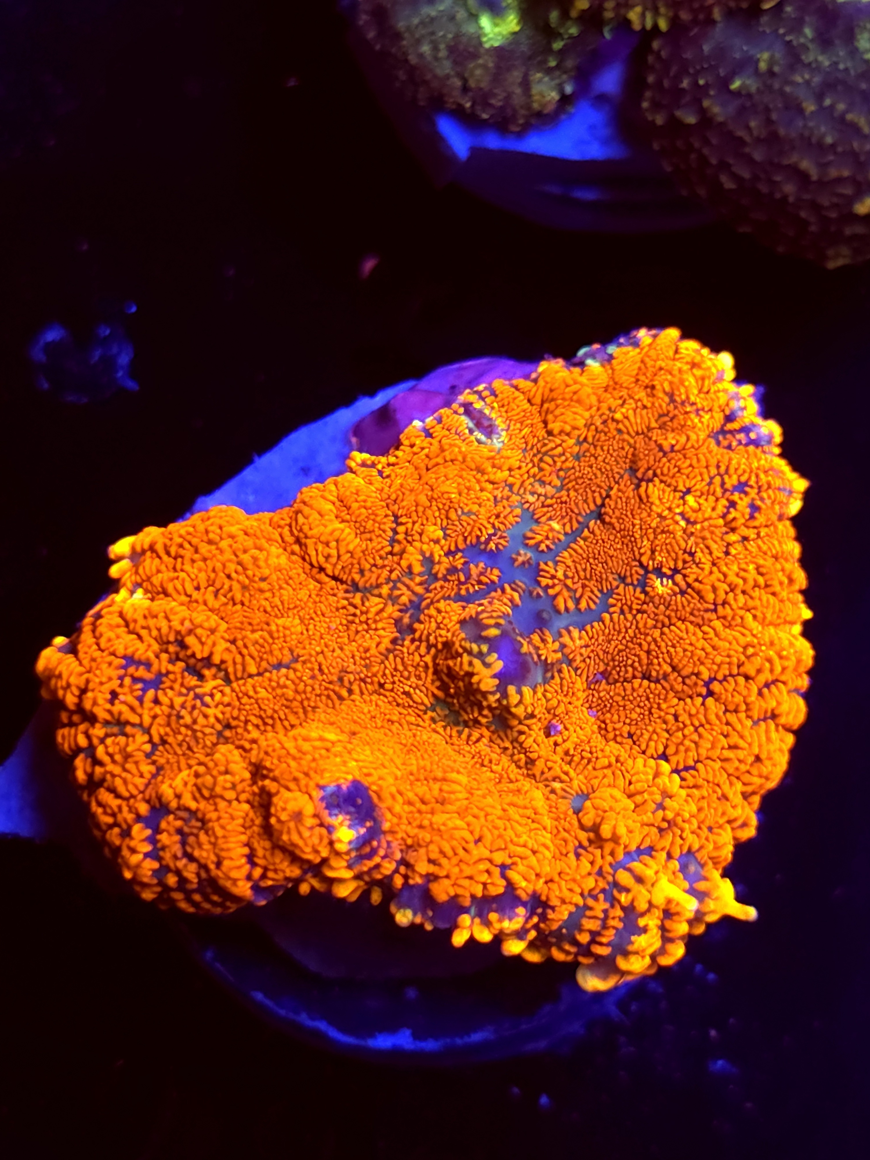 SBB "No Name" Mushroom Large