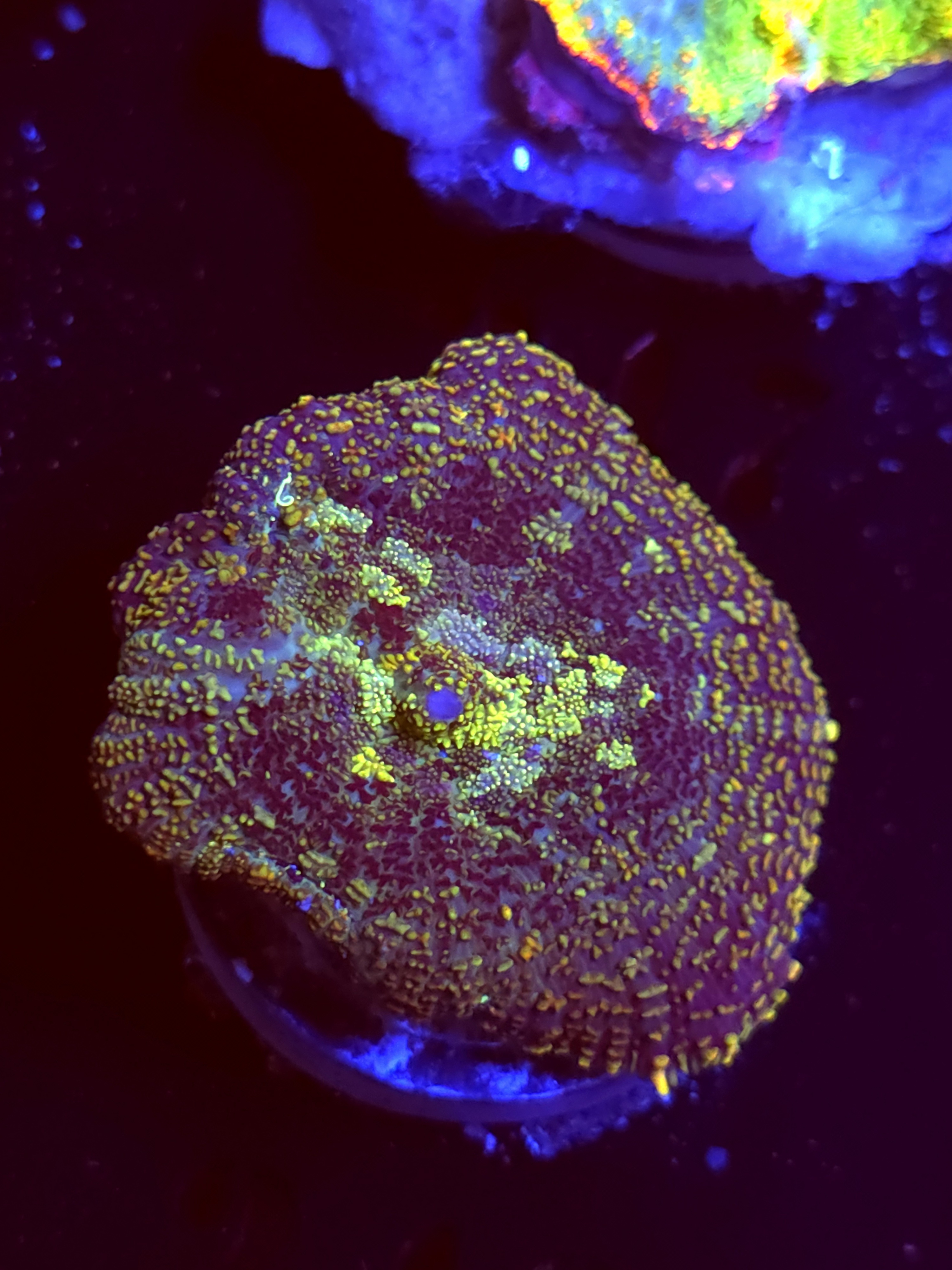 SBB "No Name" Mushroom Large