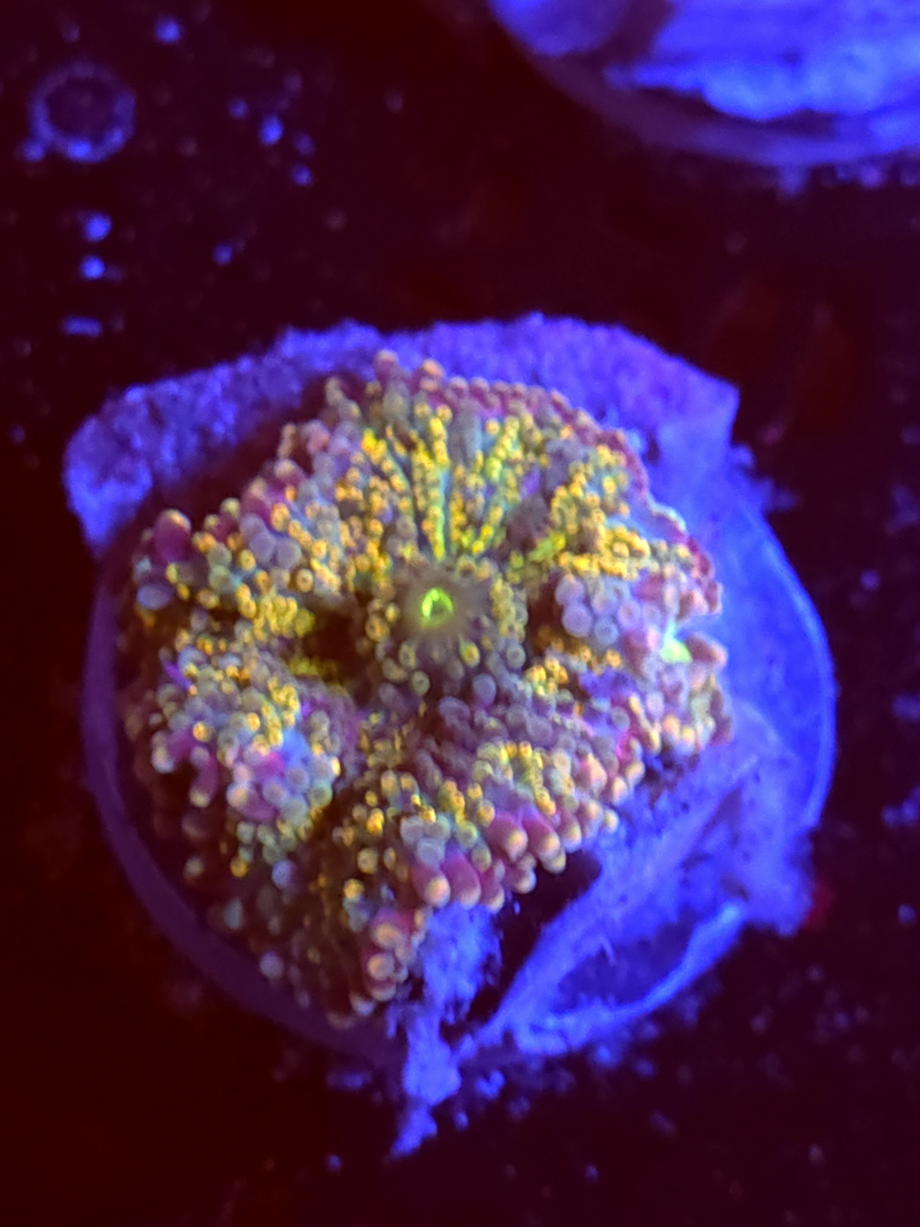 SBB "No Name" Mushroom Small