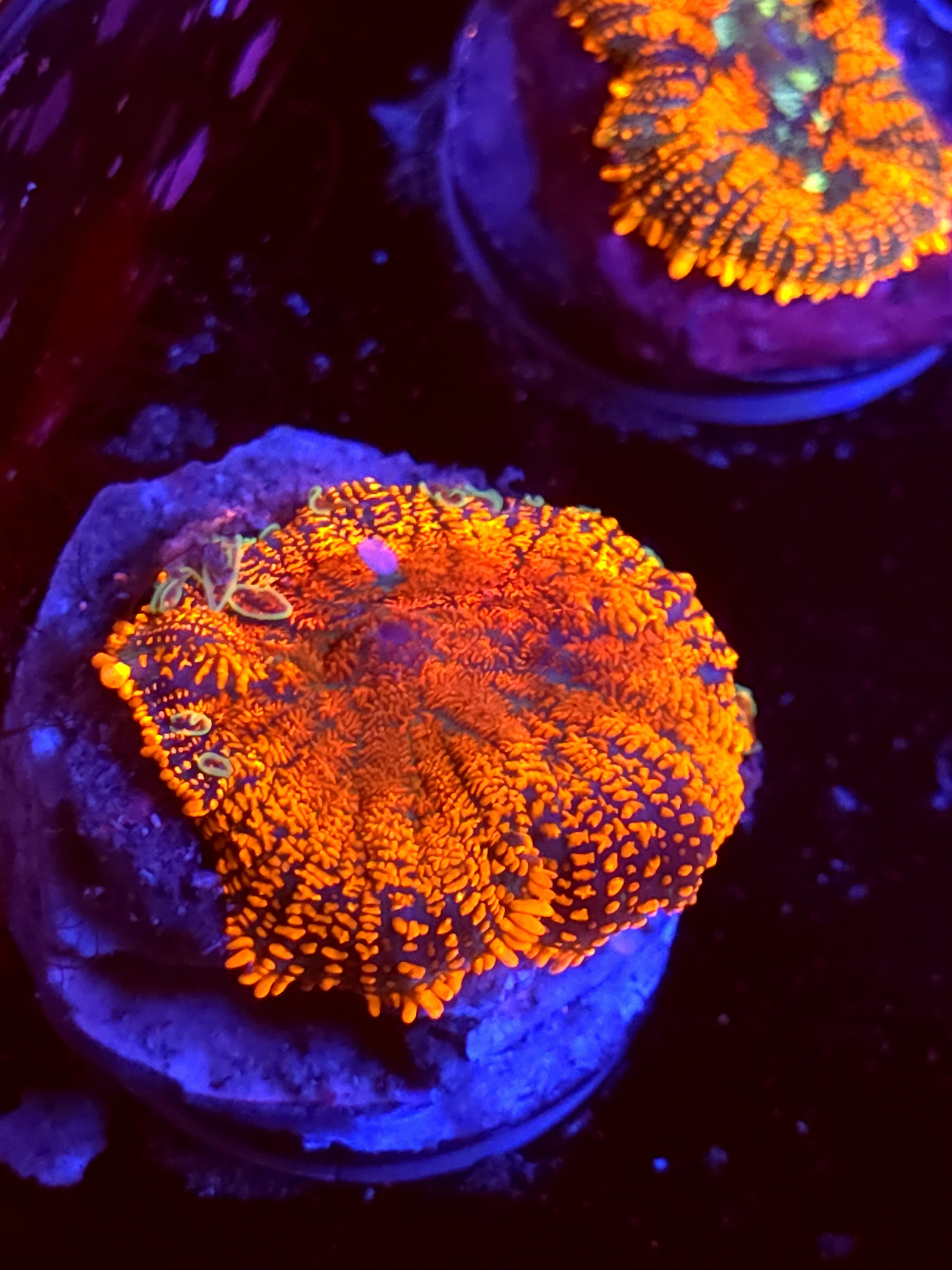 SBB "No Name" Mushroom Medium