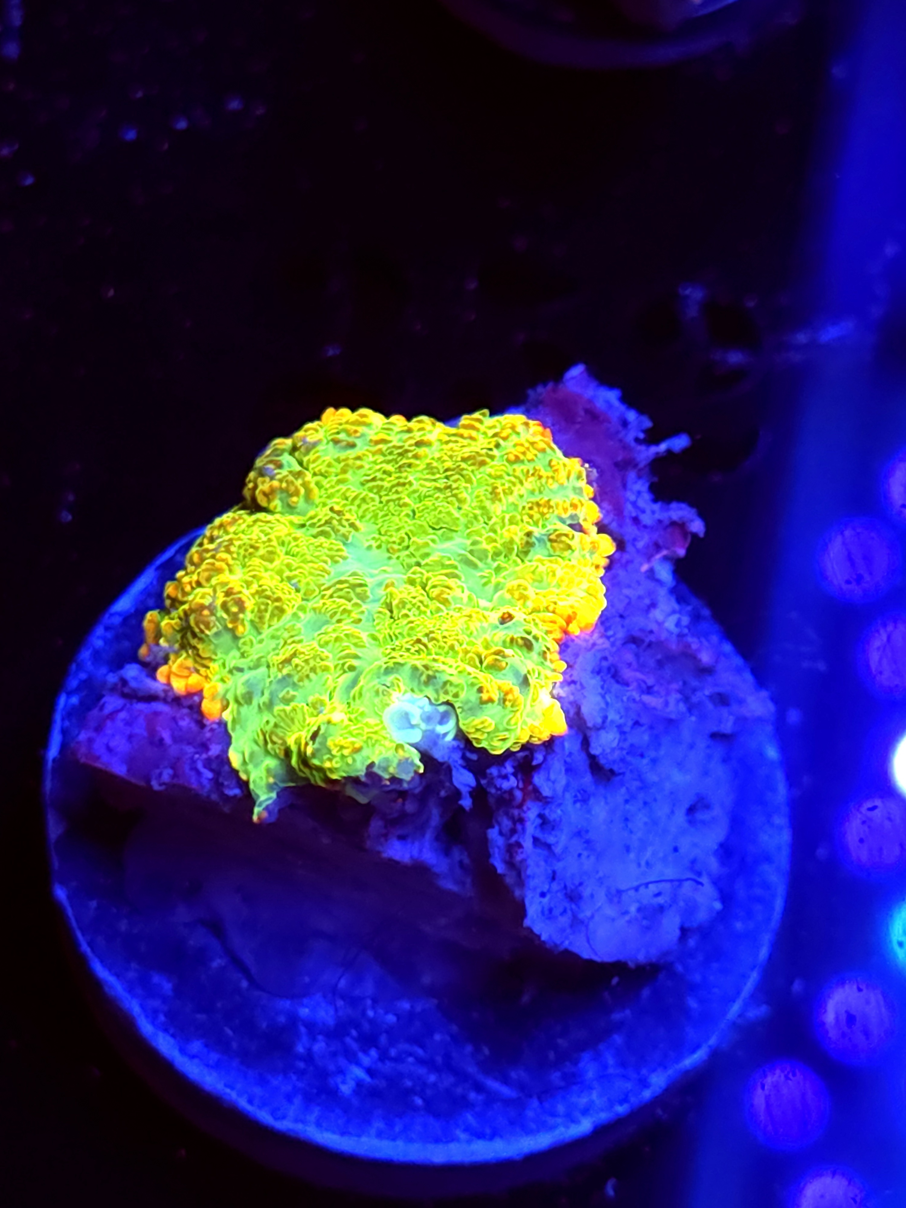 SBB "No Name" Mushroom Small