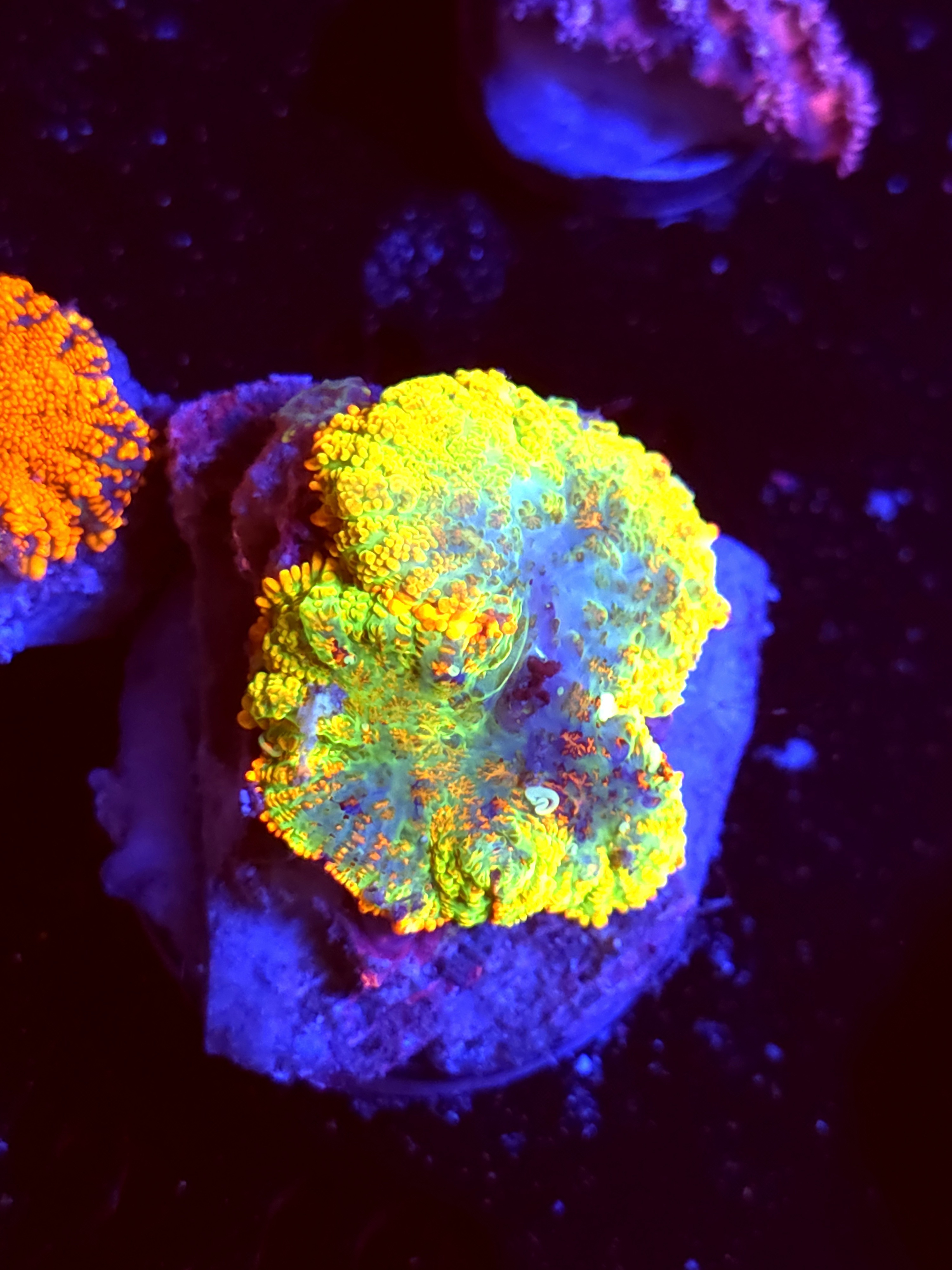 SBB "No Name" Mushroom Medium