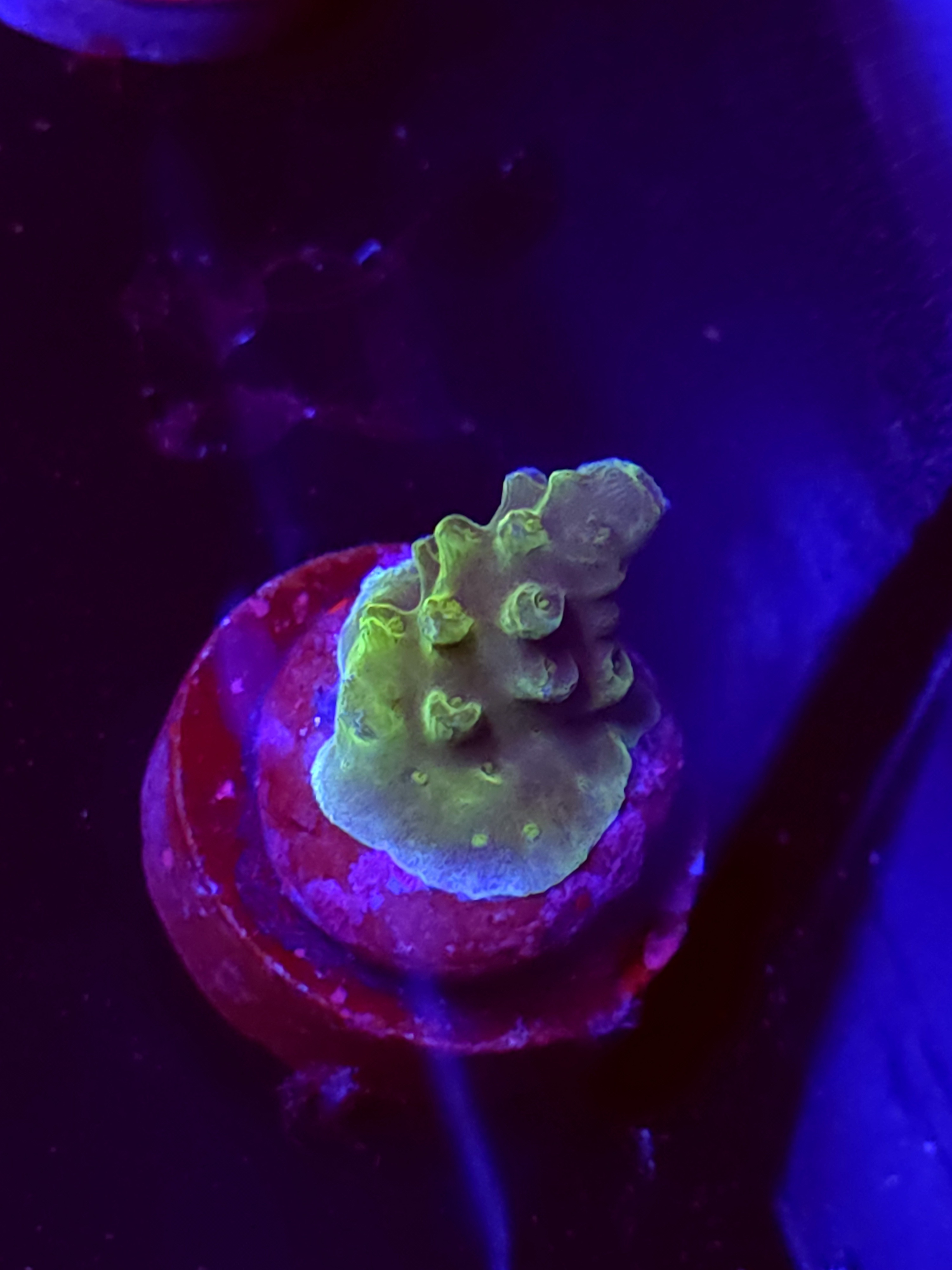 SBB "Mystery Signature" Acro Tiny Crusted