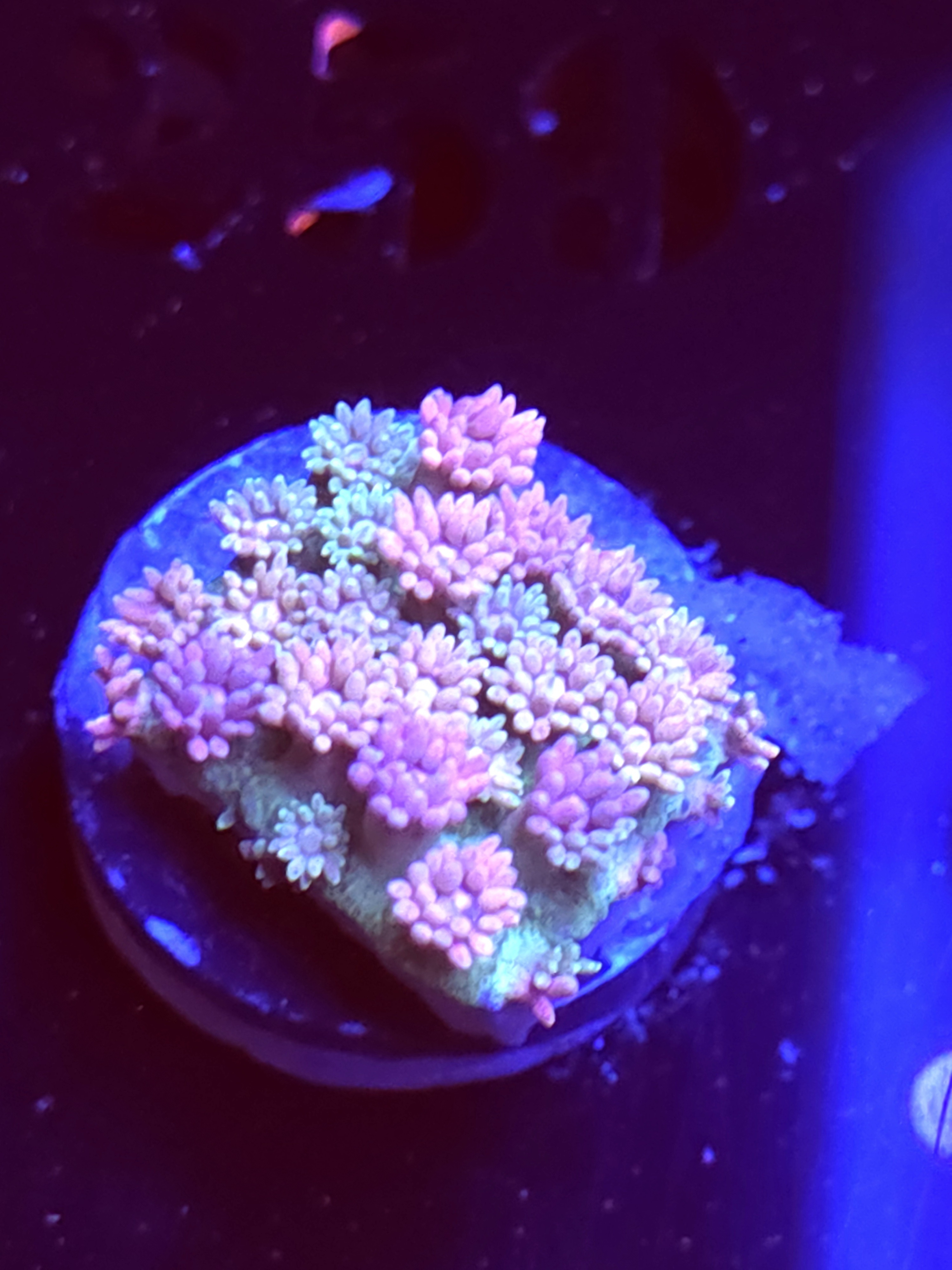 SBB "Mystery Signature" Goni Medium