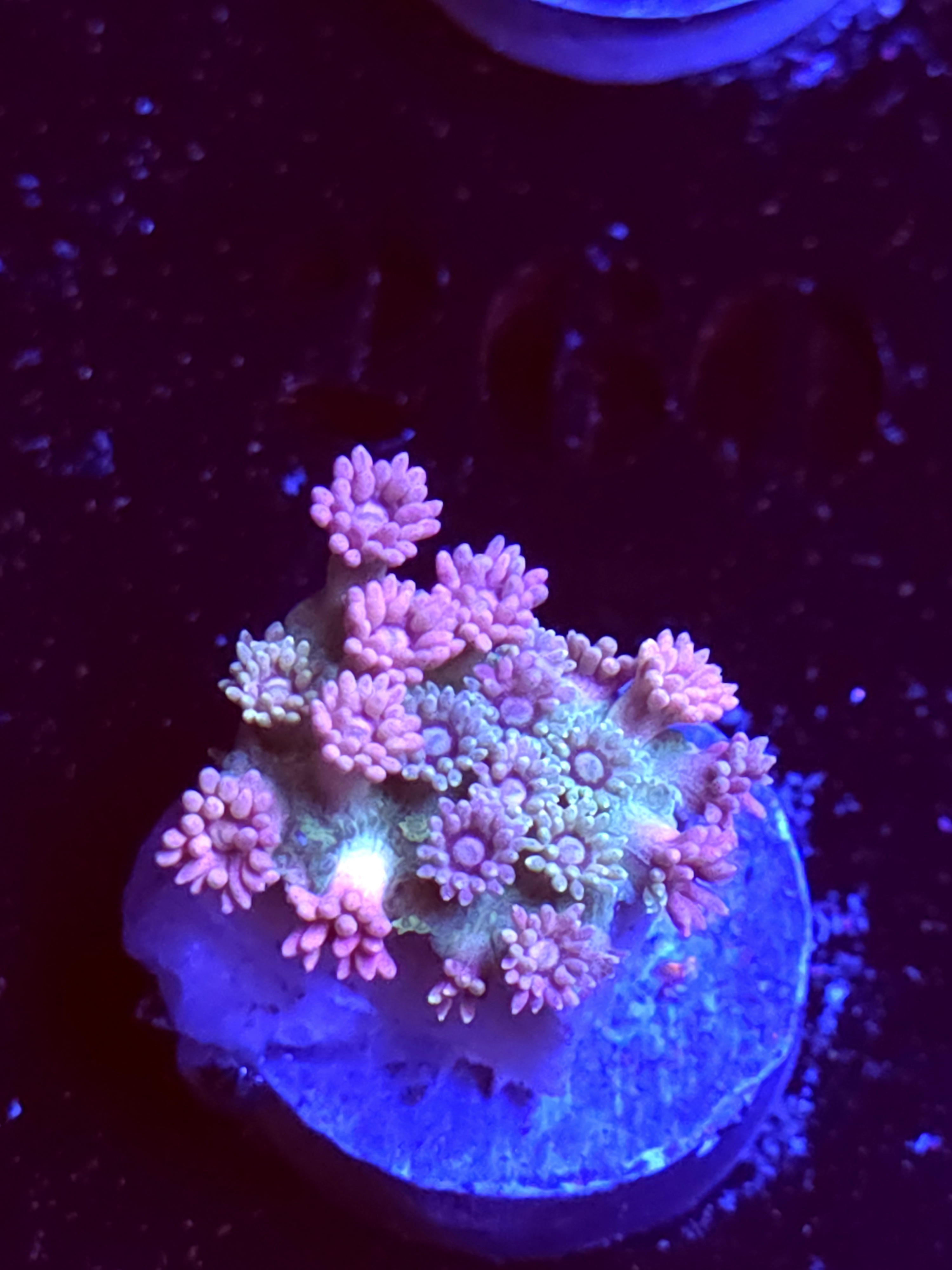 SBB "Magic Taffy" Goni Medium