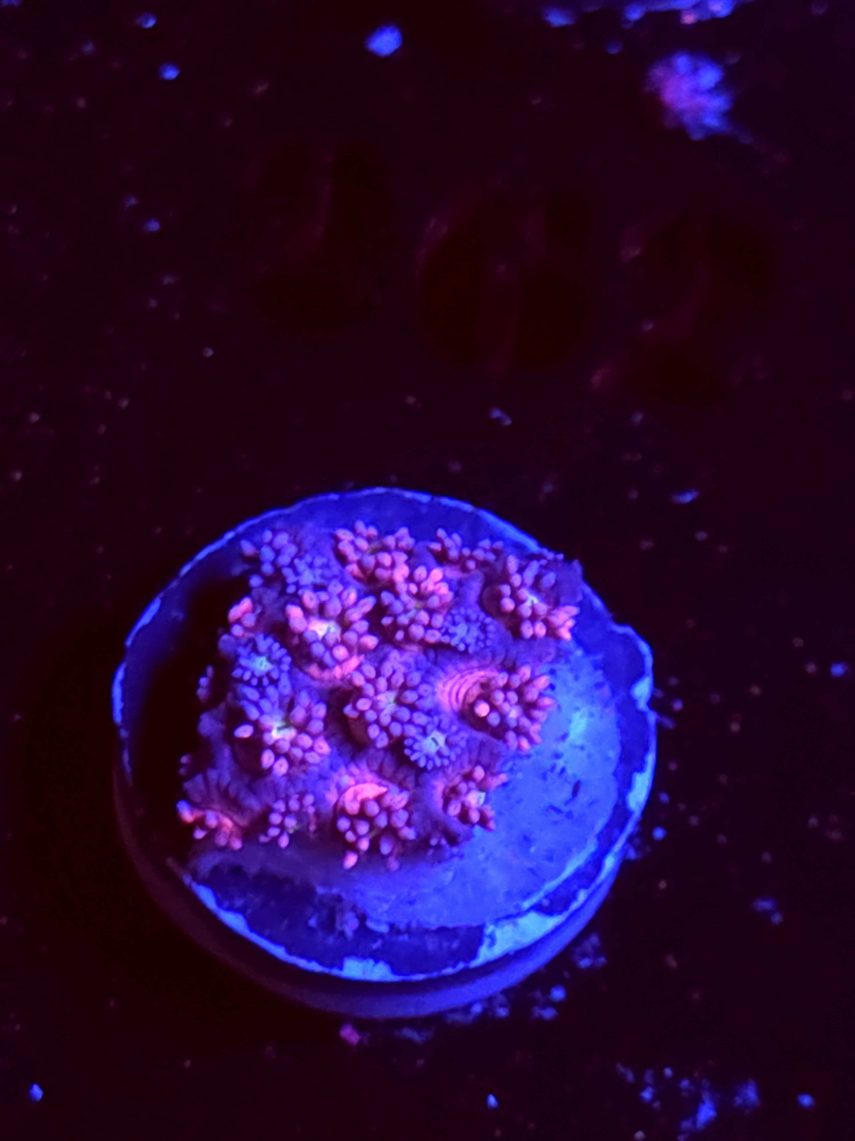 SBB "Mystery Signature" Goni Medium