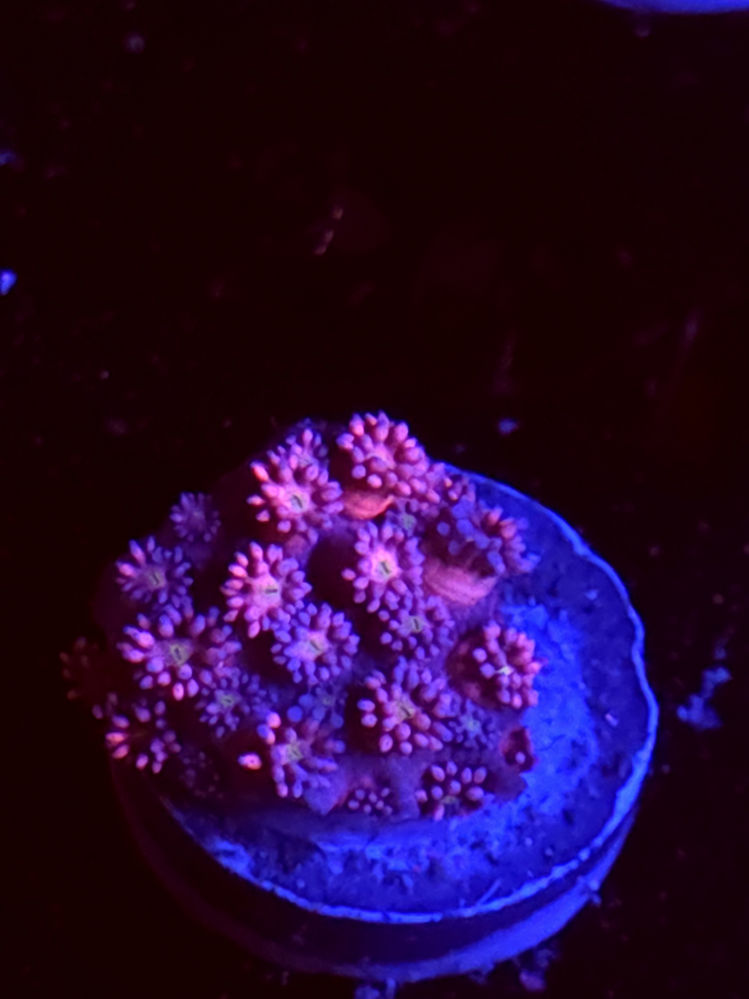 SBB "Ivory Pearl" Goni Medium