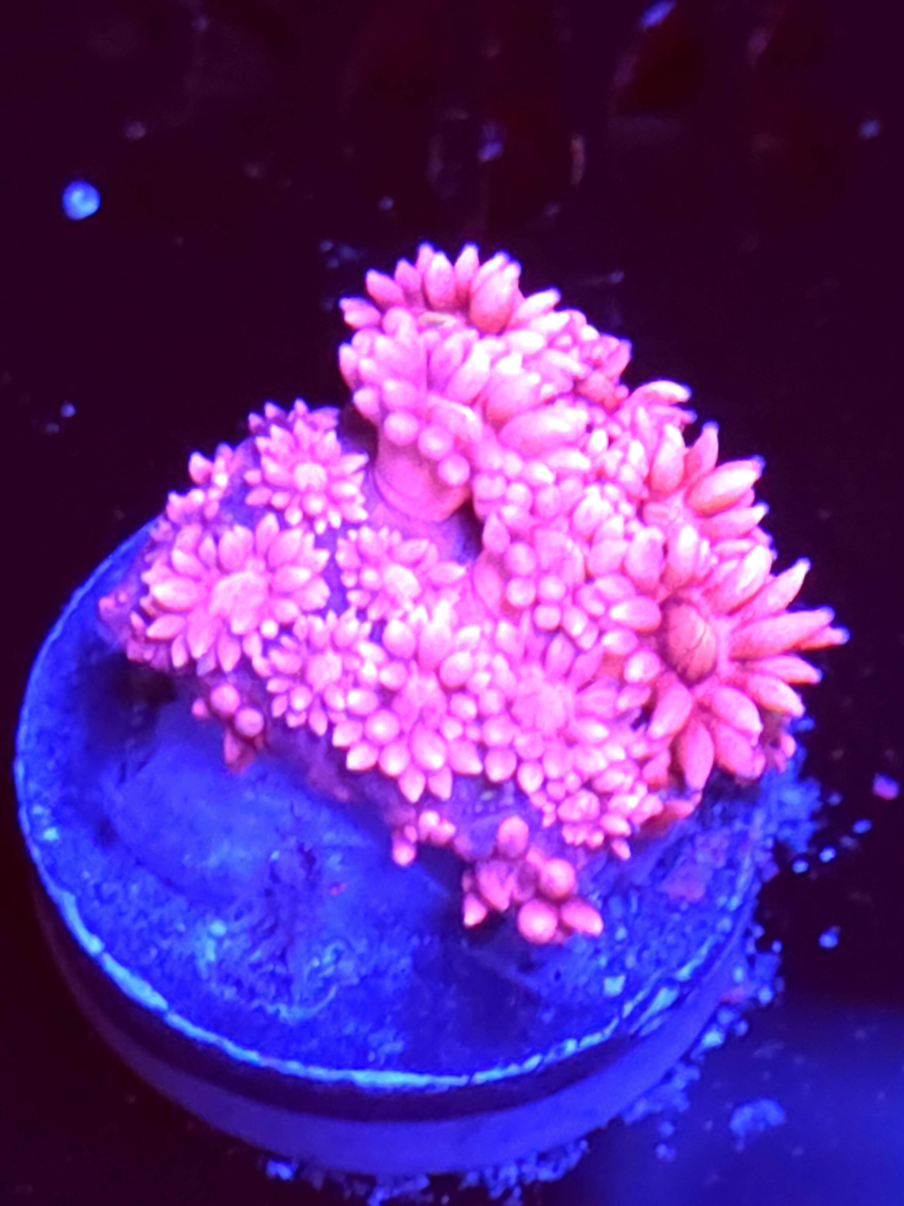 SBB "Gin Blossom" Goni Medium