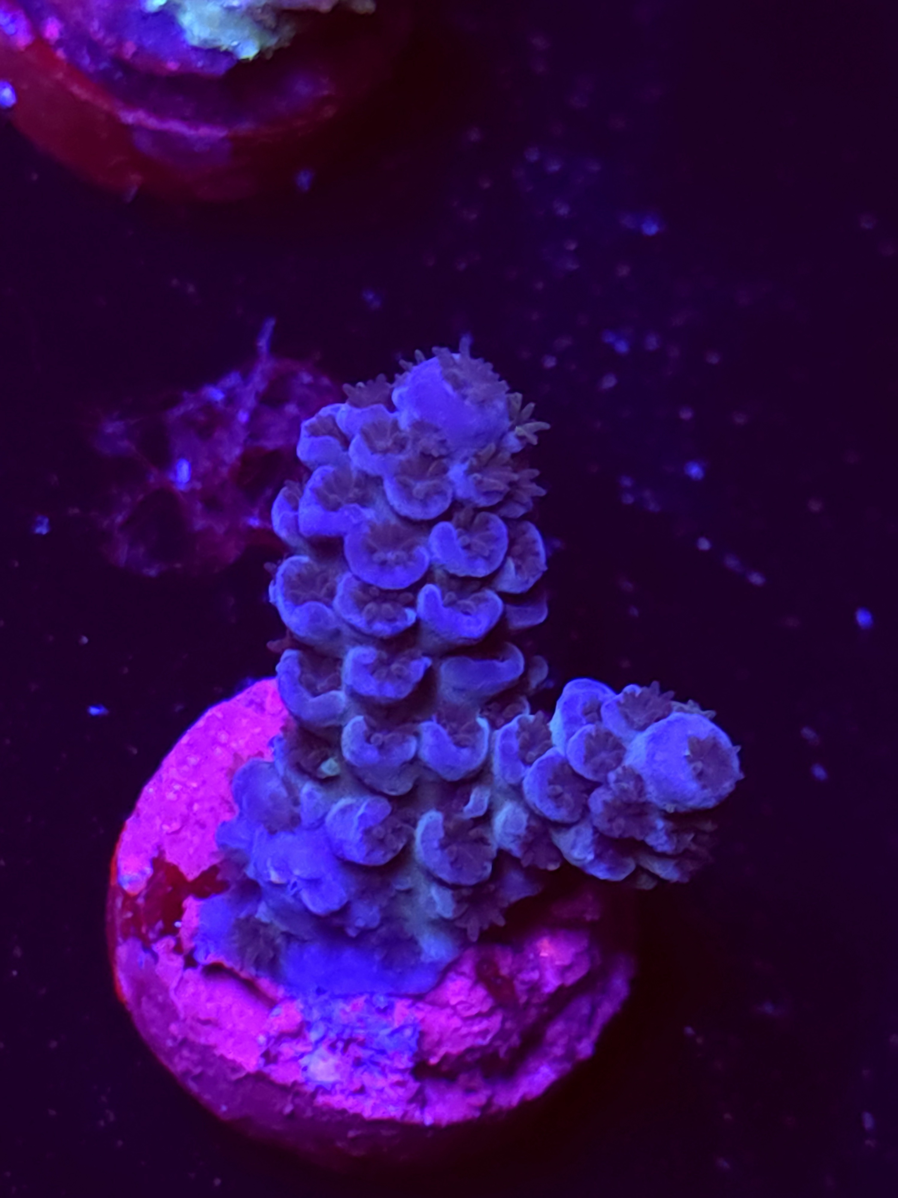 SBB "Apex Nova" Acro Small 2 Branch