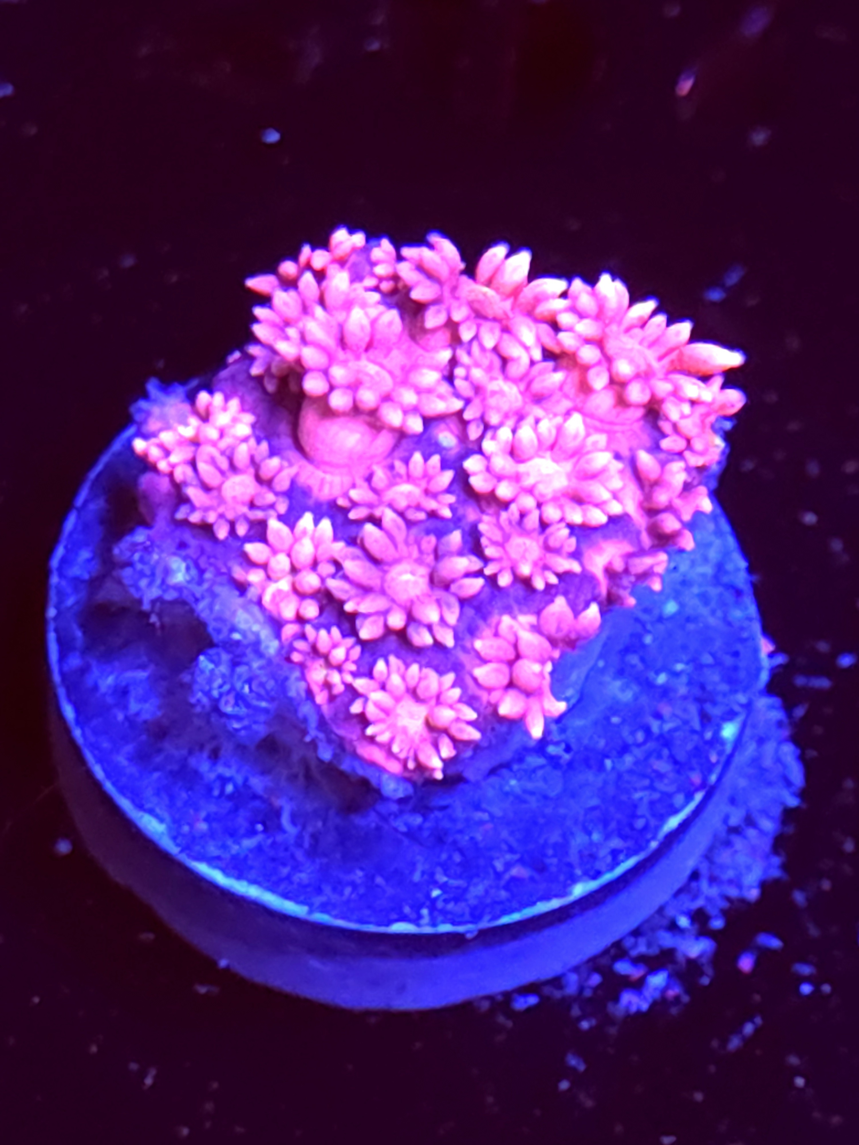 SBB "Gin Blossom" Goni Medium