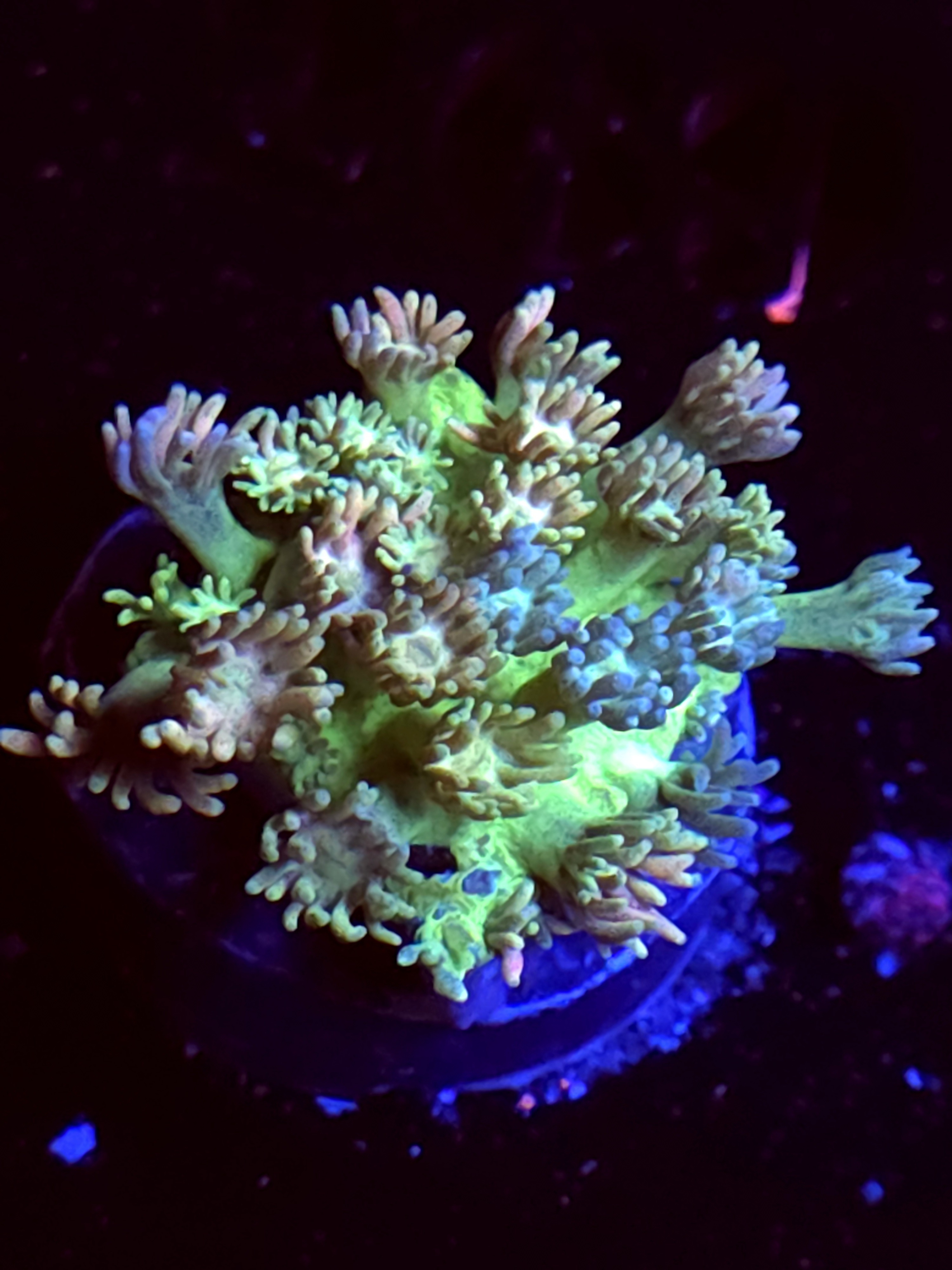 SBB "Reaper Rose" Goni Medium