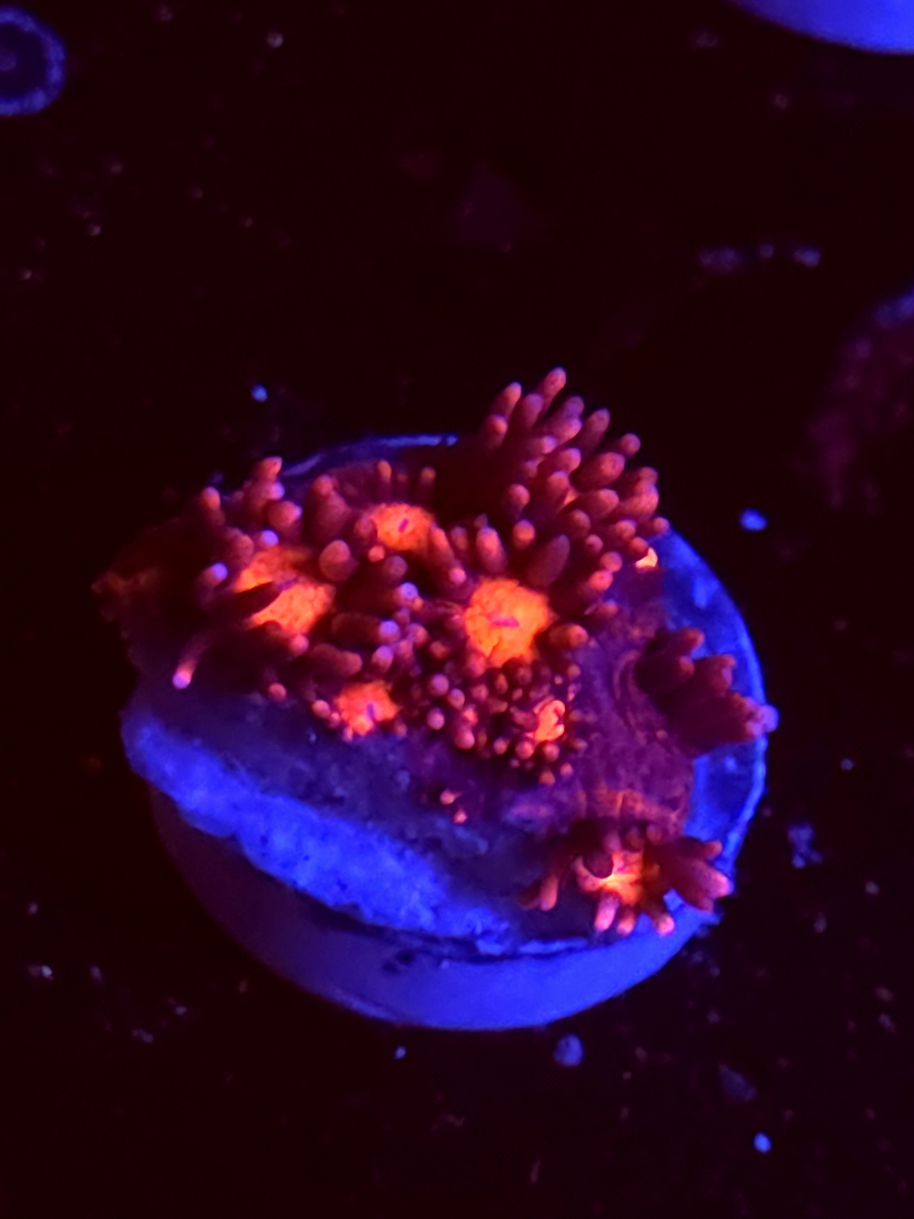 SBB "Rustic Ruby" Goni Medium