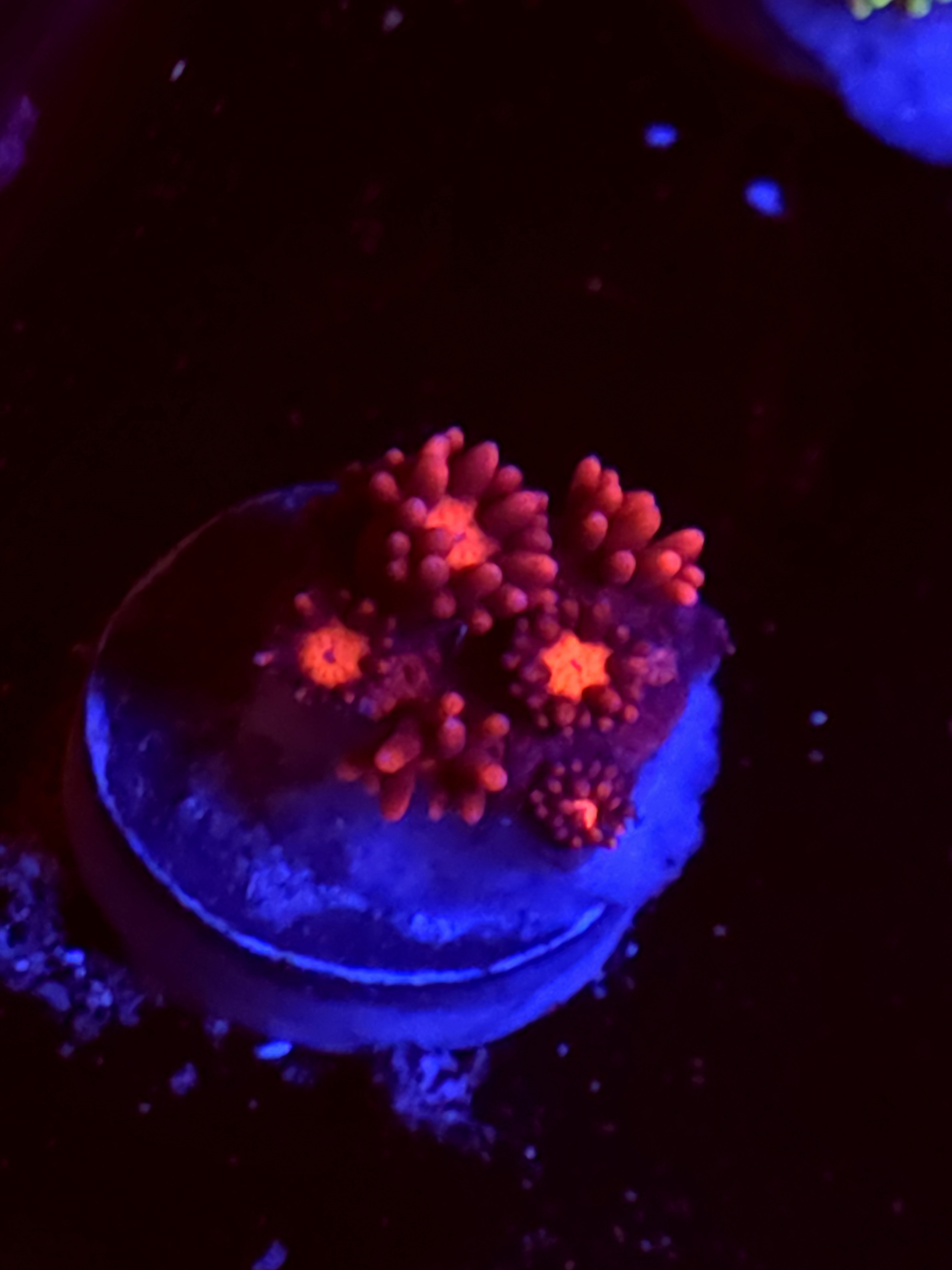 SBB "Rustic Ruby" Goni Medium