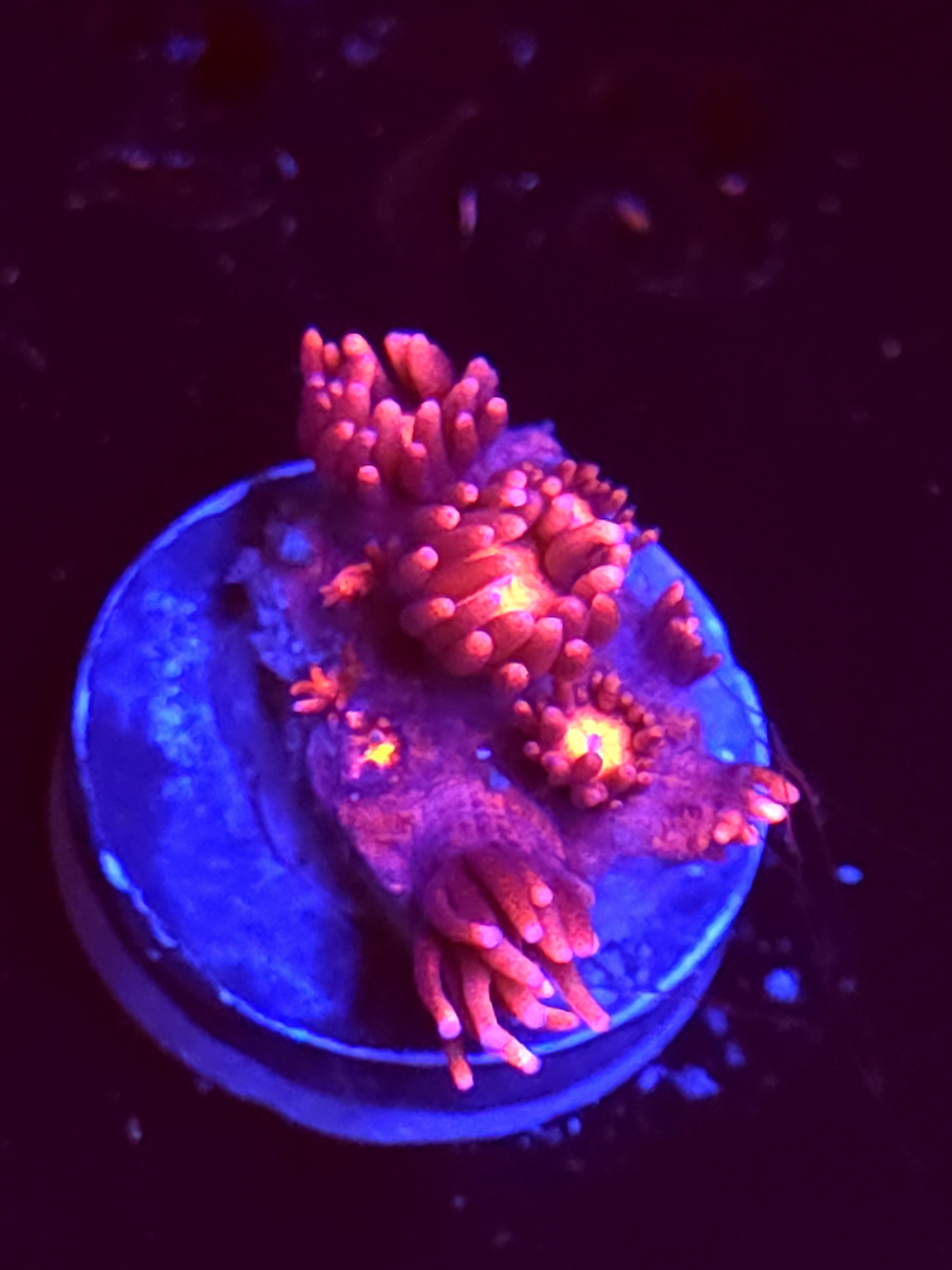 SBB "Mystery Signature" Goni Medium