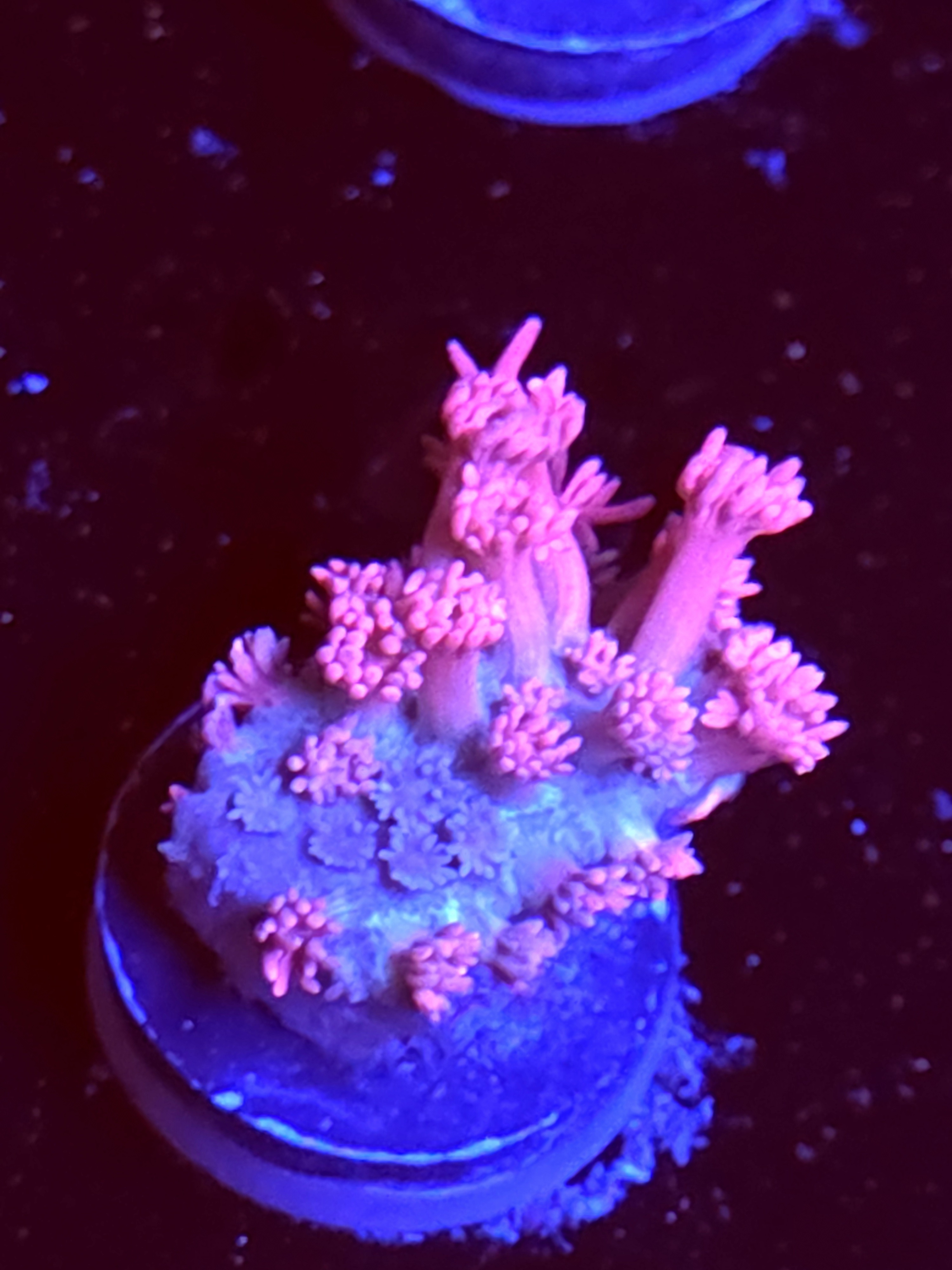 SBB "Title Wave" Goni Medium