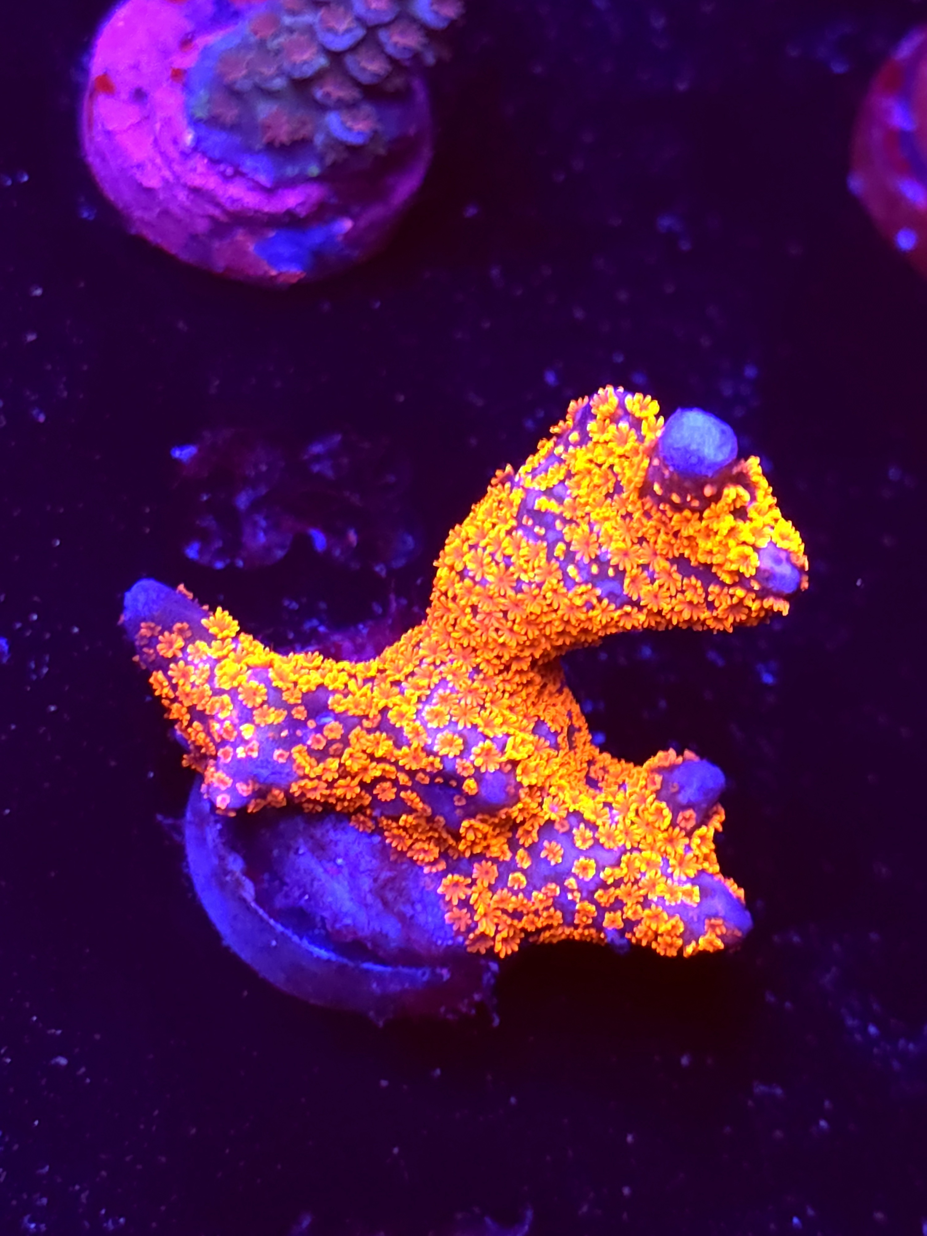 SBB "Bubble Digi" Acro Medium Branch